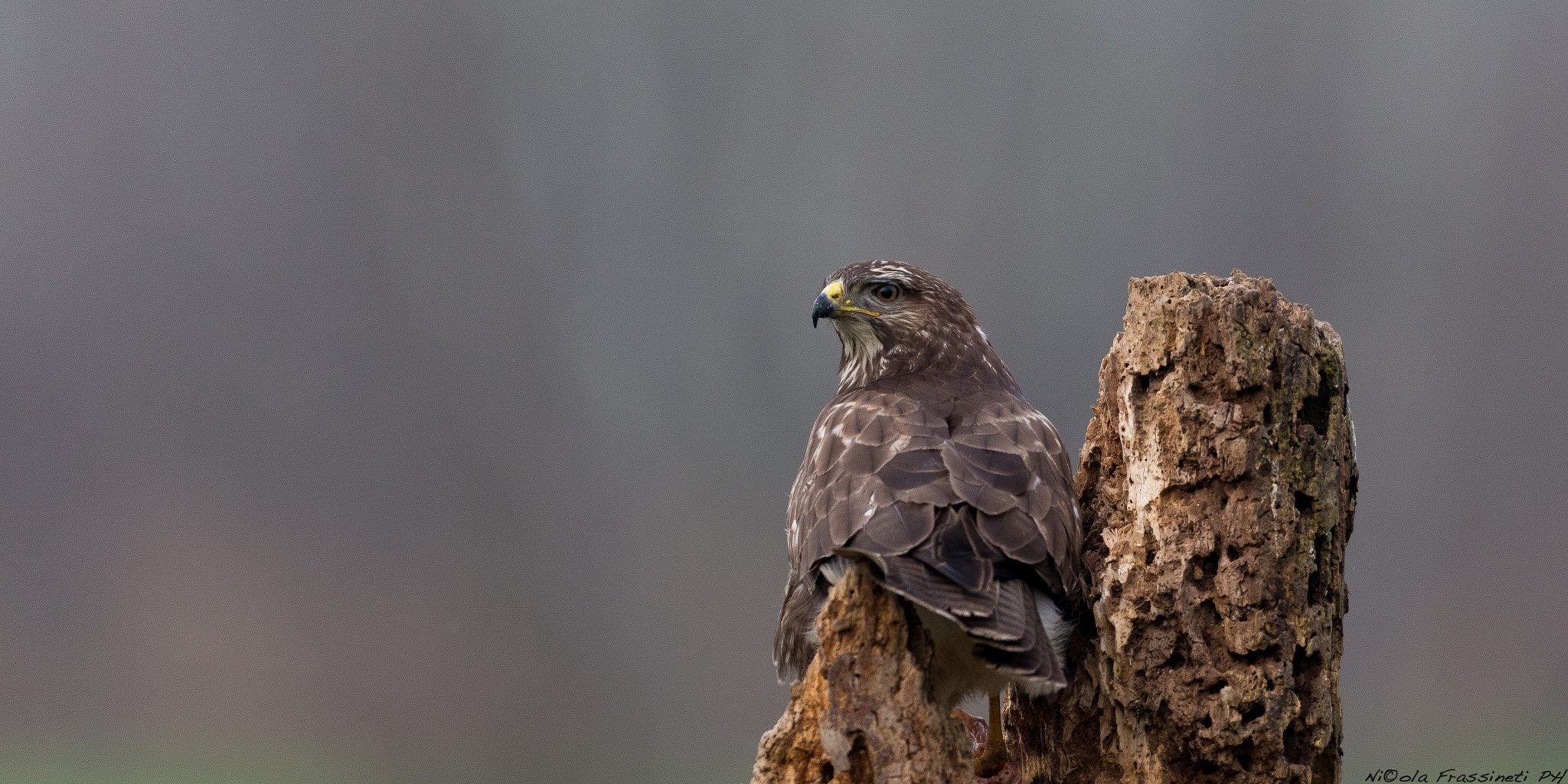 Canon EOS 6D + Canon EF 600mm f/4L IS sample photo. Suspicious eyes (buteo buteo) photography