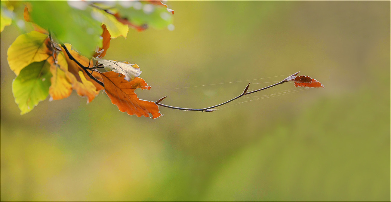 Canon EOS-1D Mark III sample photo. Blatt ... photography