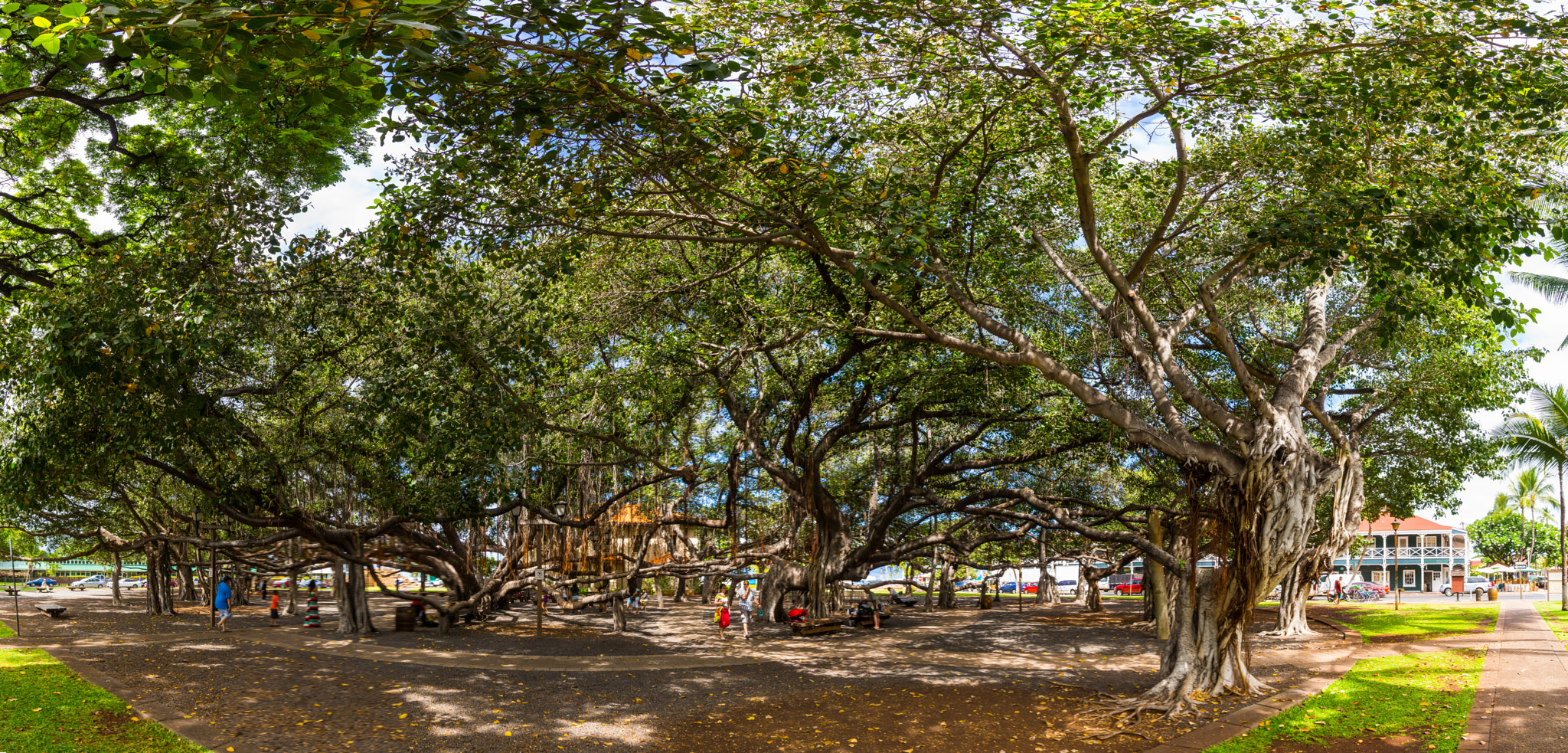 Sony SLT-A65 (SLT-A65V) sample photo. The banyan tree photography