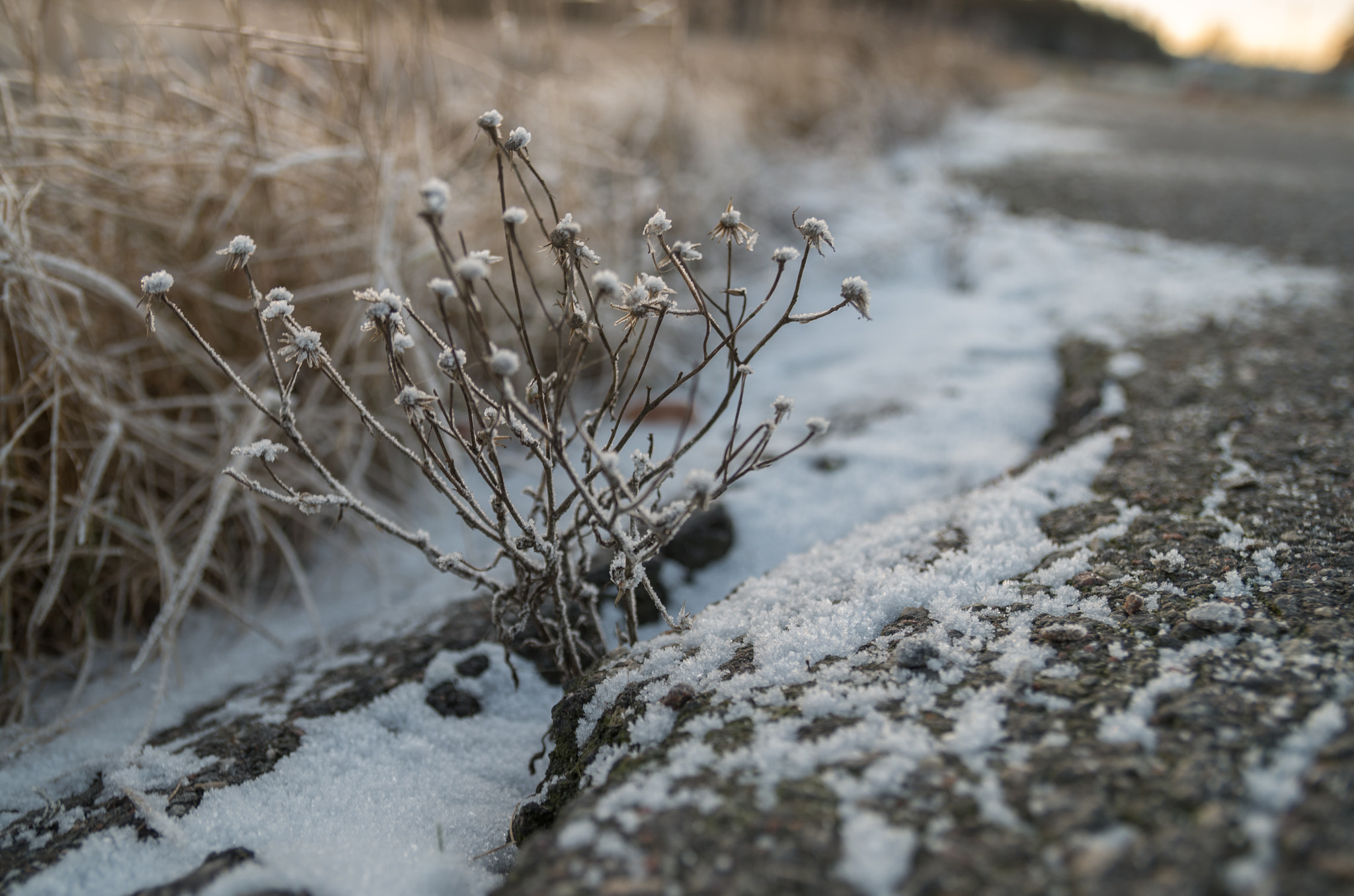 Pentax K-500 + Sigma sample photo. Sometimes photography