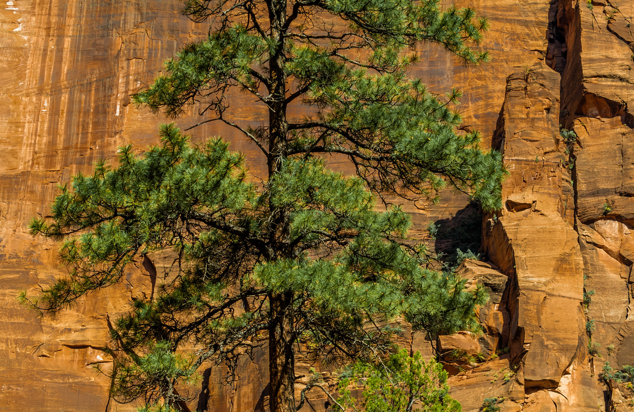 Nikon D2X + Nikon AF-S Nikkor 70-200mm F2.8G ED VR sample photo. Zion canyon wall and pine. photography