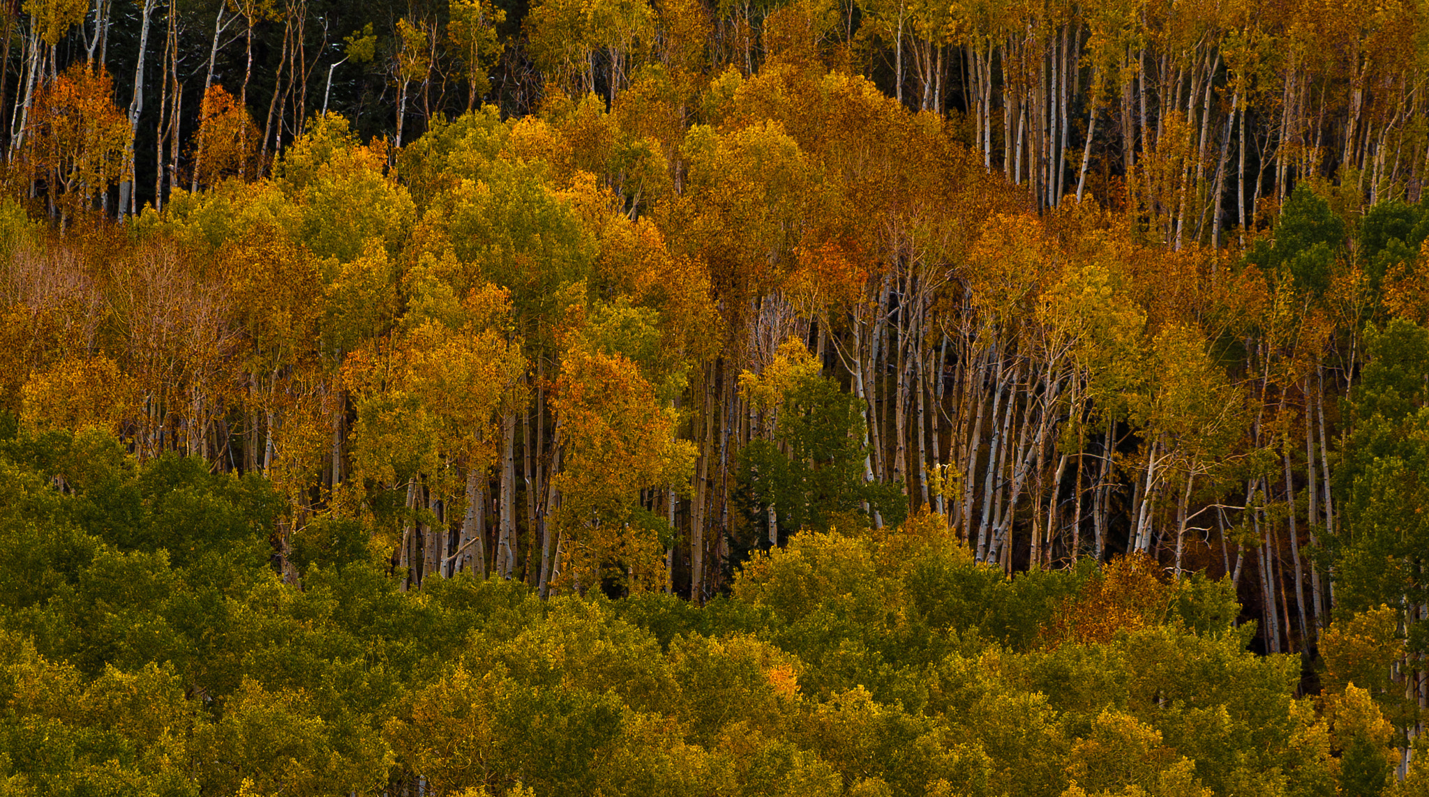 Nikon D2X sample photo. Aspen, boulder mountain utah photography