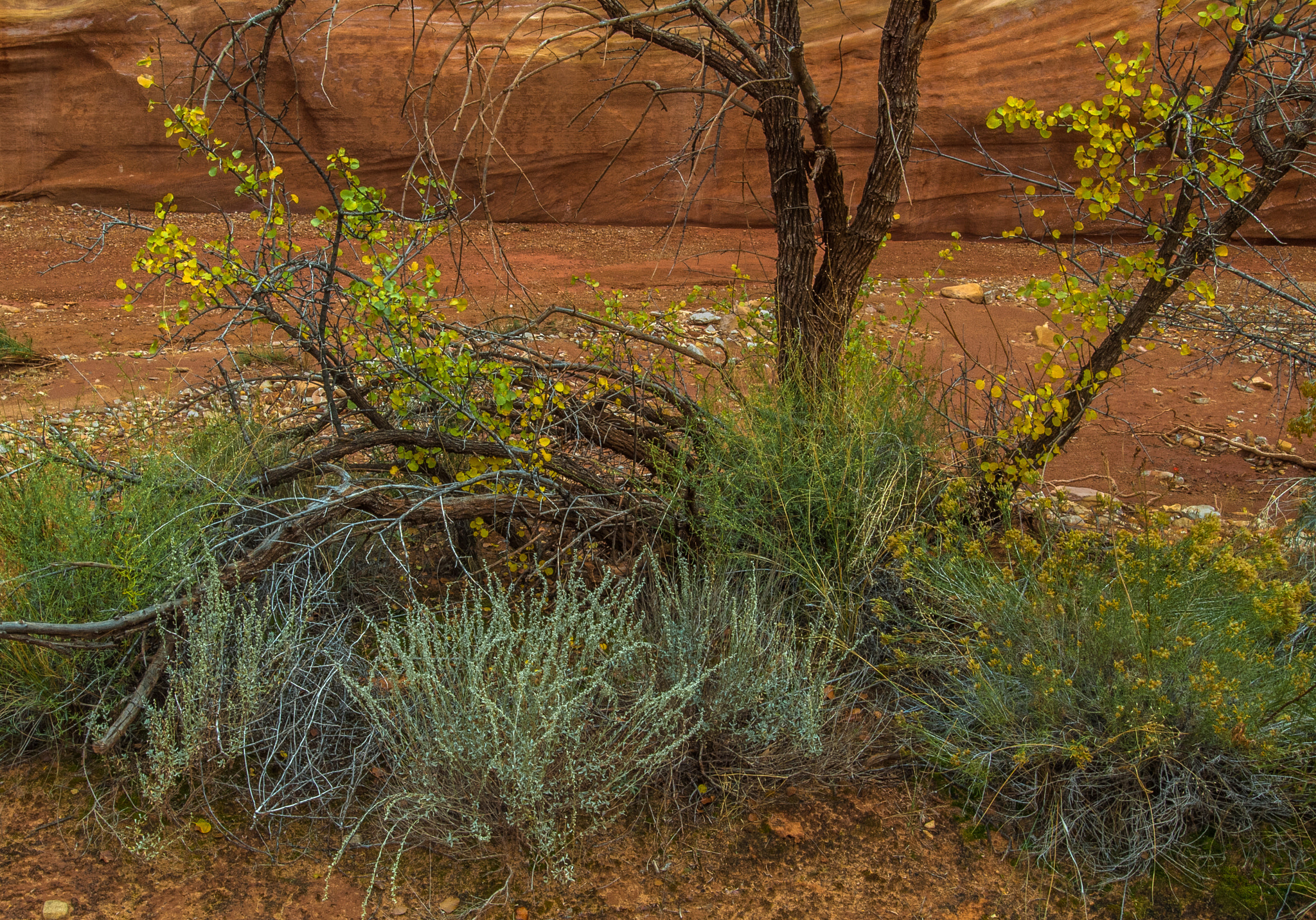 Nikon AF-S Nikkor 17-35mm F2.8D ED-IF sample photo. Capital reef photography