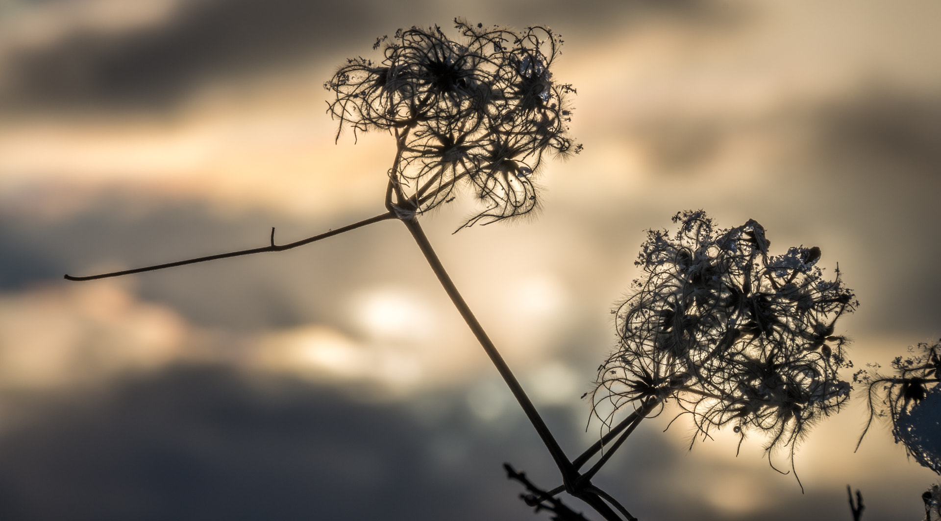 Sigma 18-200mm F3.5-6.3 II DC OS HSM sample photo. Ice flowers photography