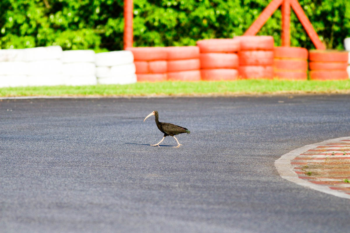 Canon EOS 700D (EOS Rebel T5i / EOS Kiss X7i) + Canon EF 400mm F5.6L USM sample photo. Kart, corrida, foto, photo, photography