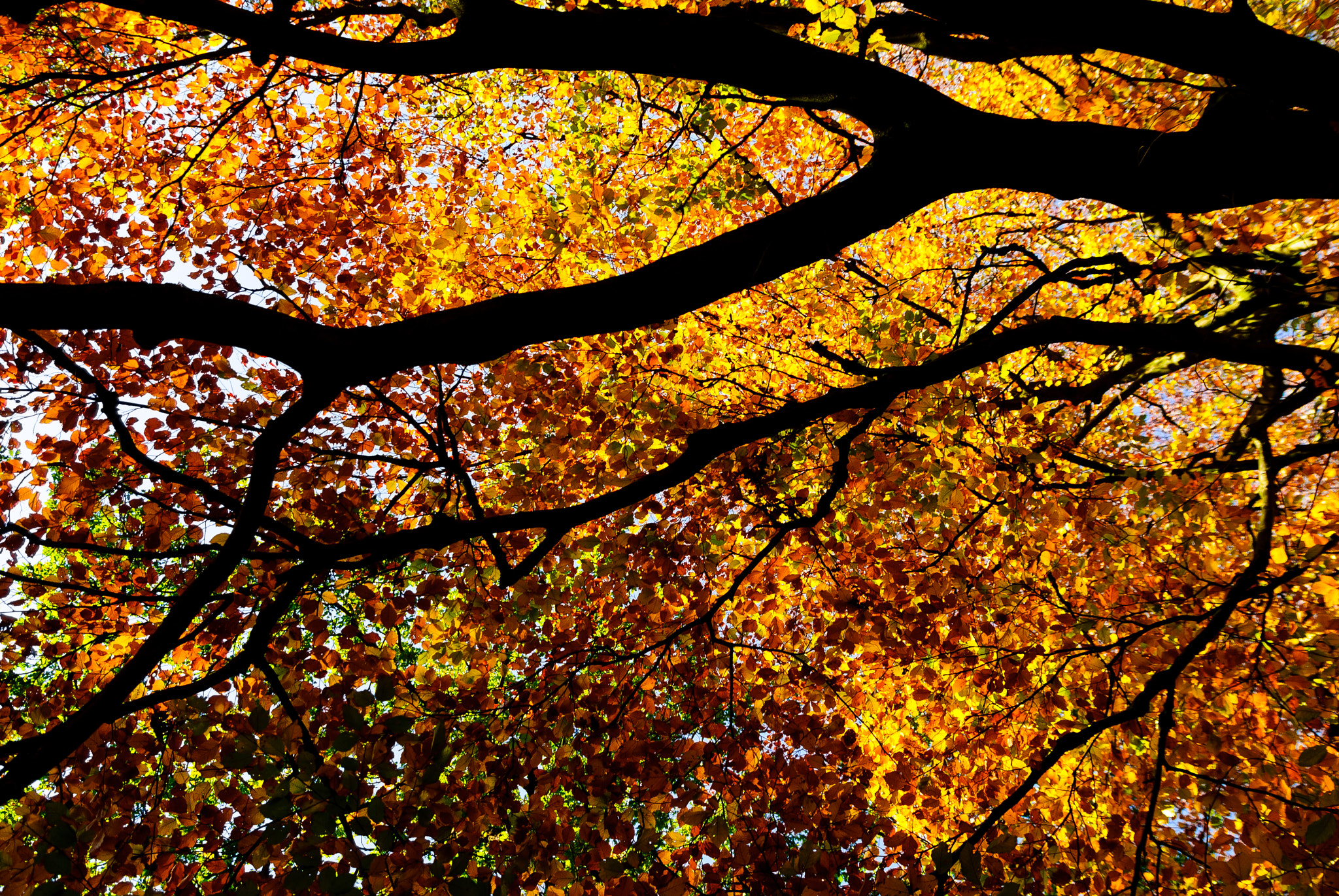 Sony Alpha DSLR-A300 sample photo. Fire and branches photography