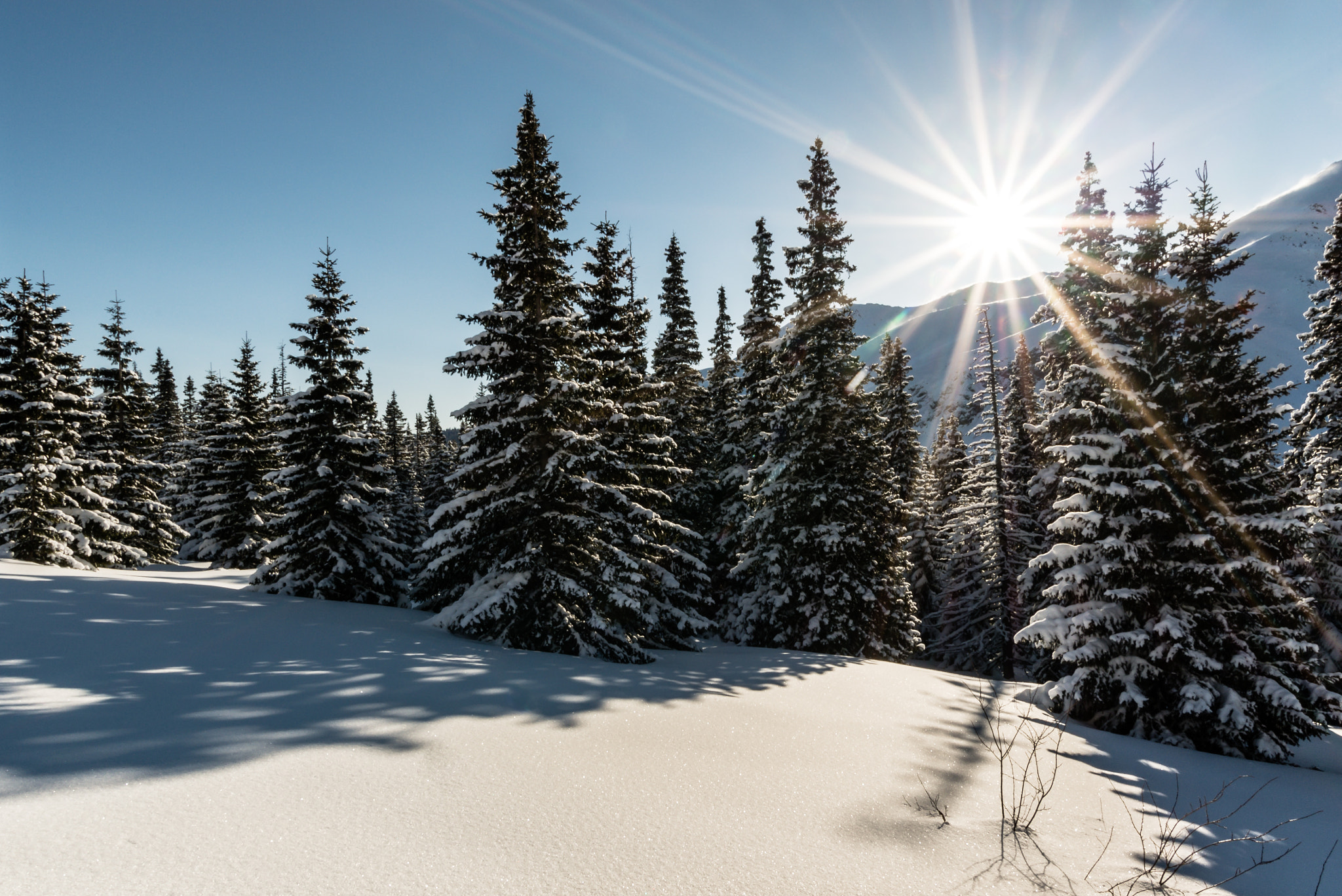 Pentax K-5 IIs sample photo. Pines in snow photography