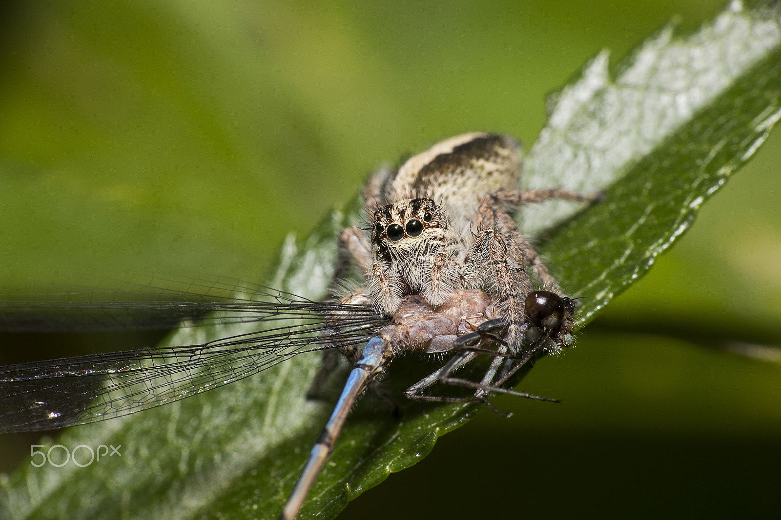 Sigma 70-300mm F4-5.6 APO DG Macro sample photo. Jumping spider photography