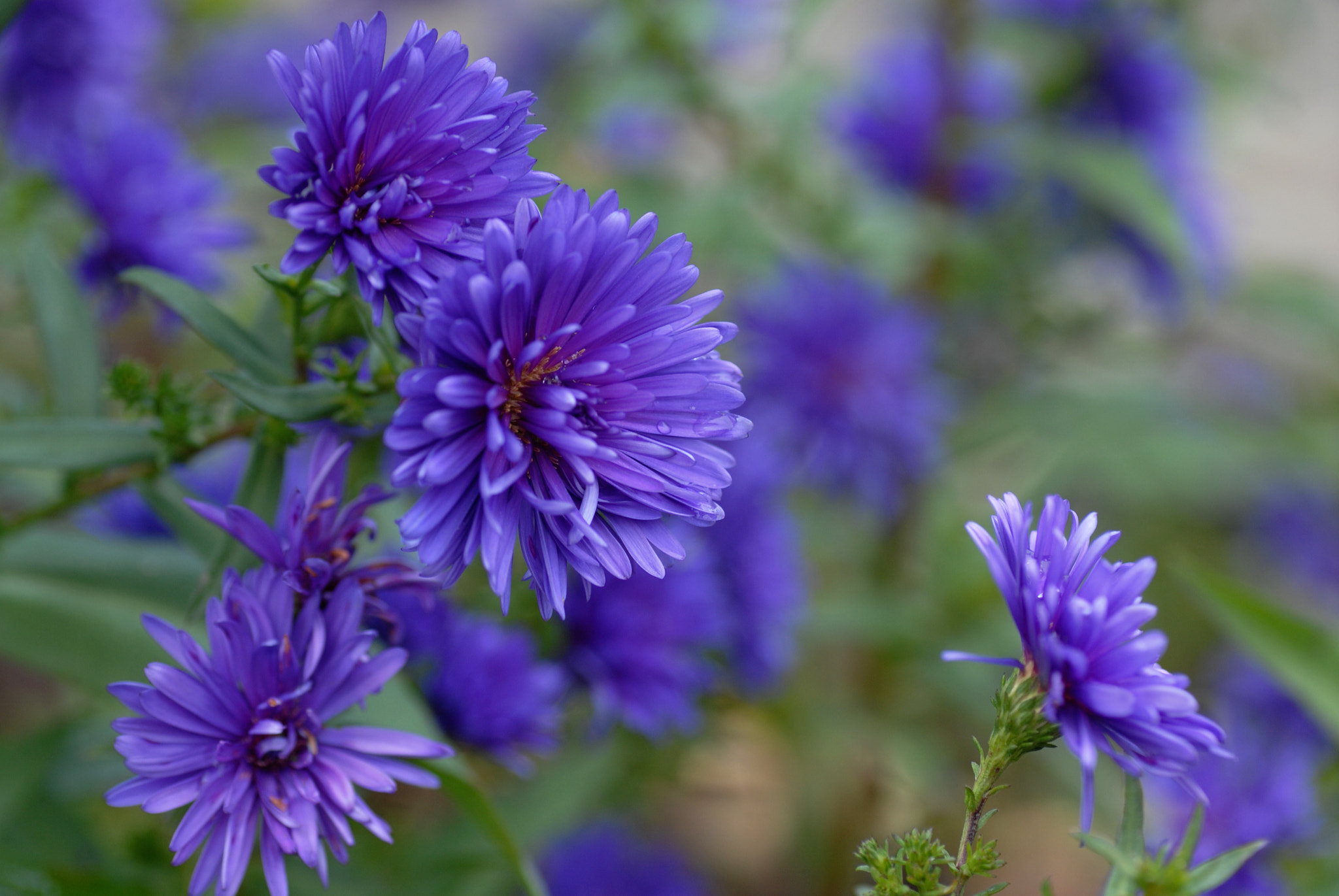 Nikon D200 sample photo. Wearing purple photography