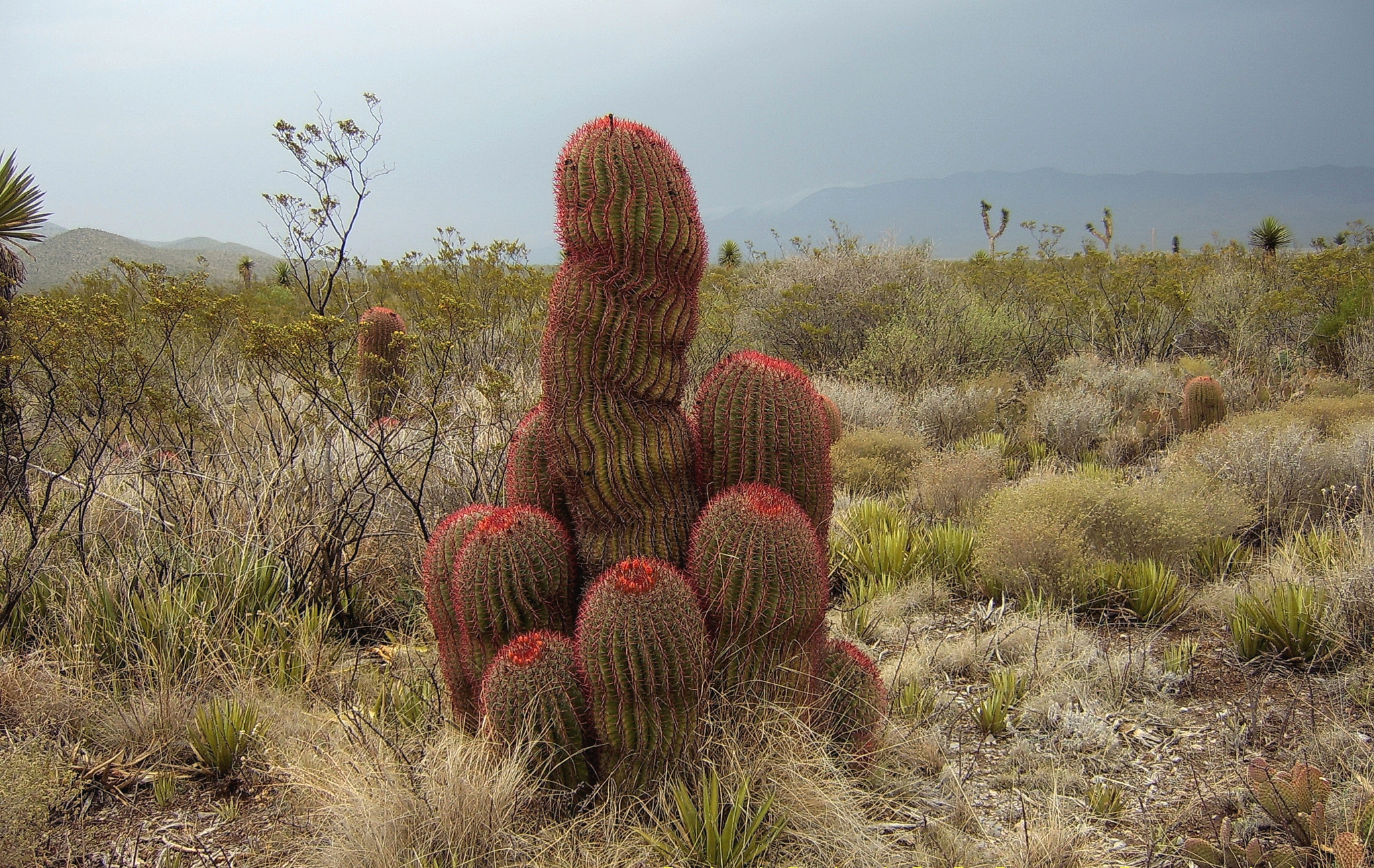Samsung Digimax A6 sample photo. Ferrocactus red rock photography