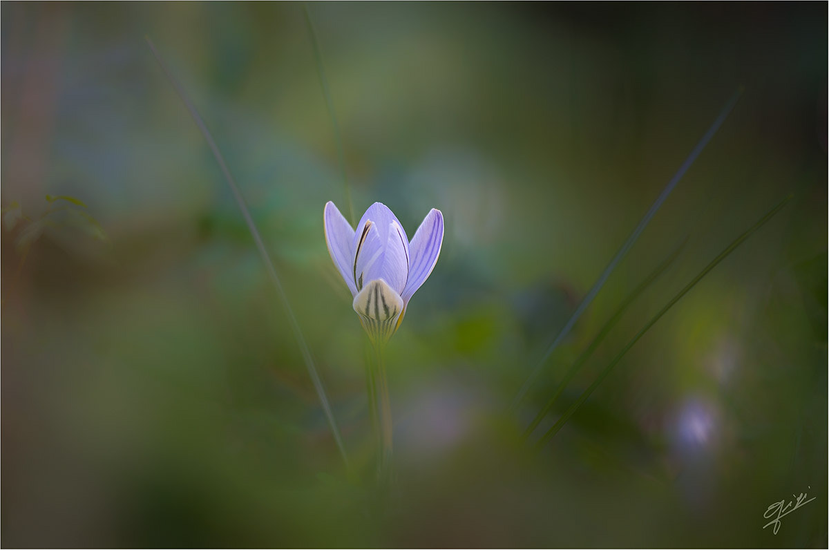 Sigma 150mm F2.8 EX DG OS Macro HSM sample photo. Crocus reticulatus photography
