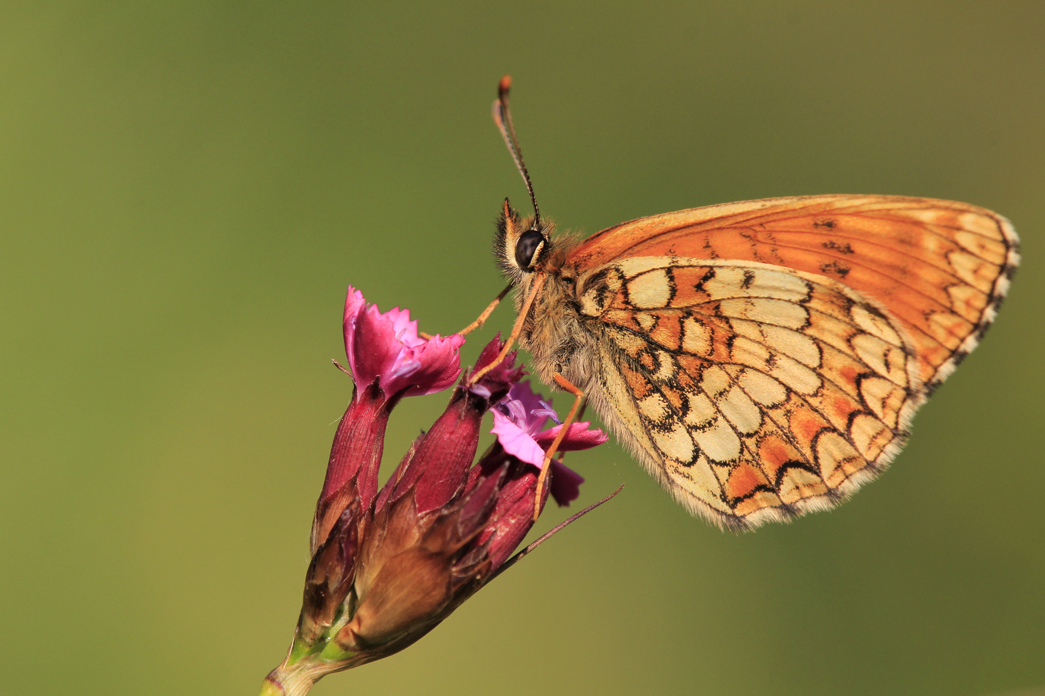Tamron SP AF 180mm F3.5 Di LD (IF) Macro sample photo. Heath fritillary photography