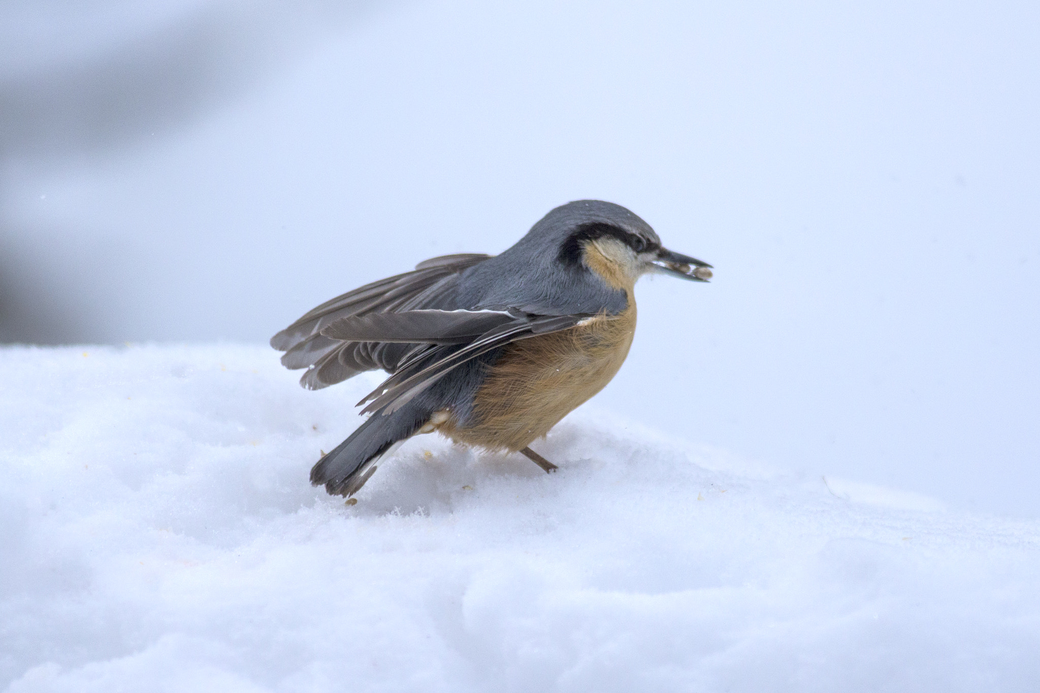 Canon EF 300mm f/2.8L + 1.4x sample photo. Picchio muratore photography