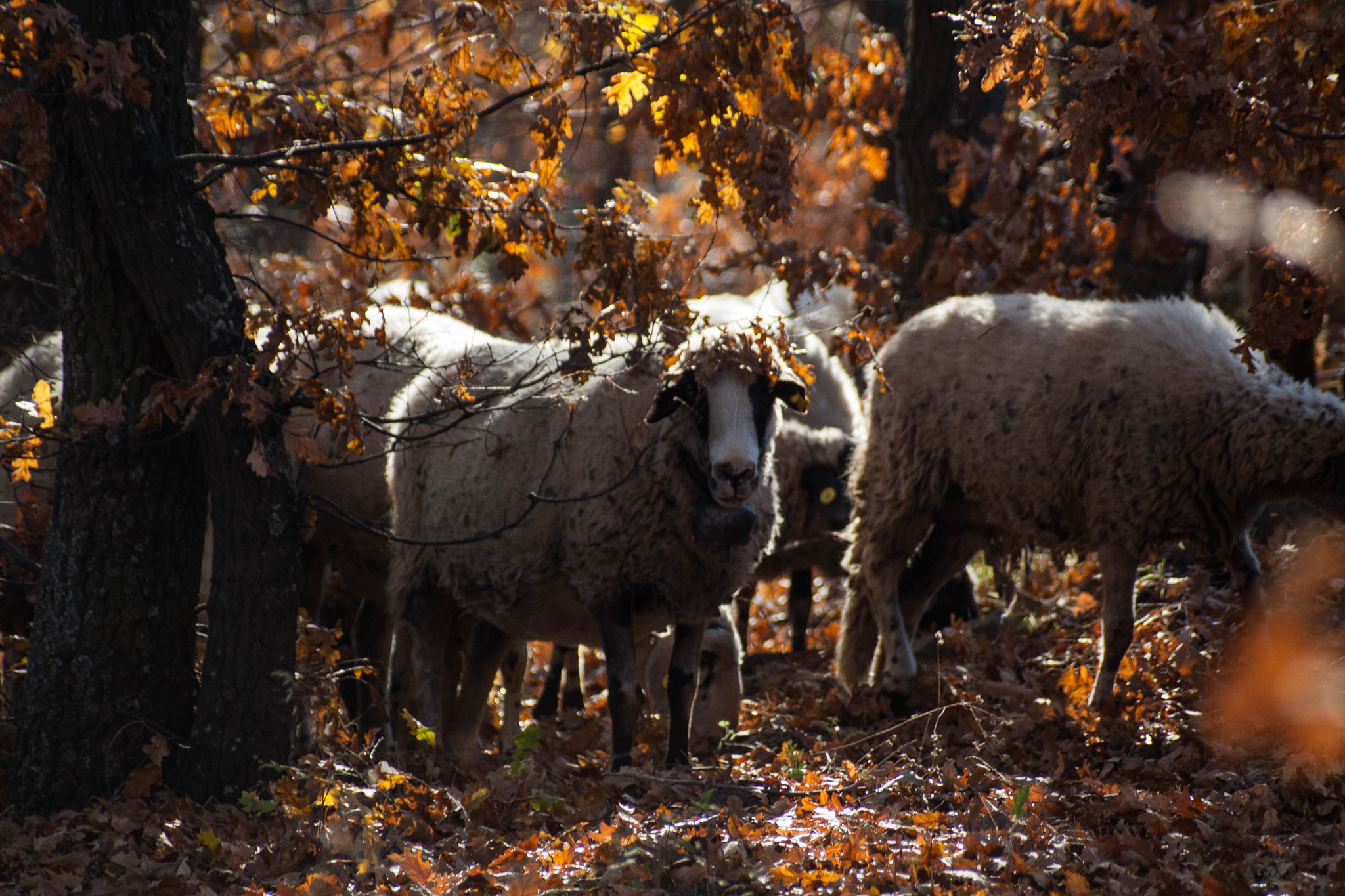 Canon EOS 450D (EOS Rebel XSi / EOS Kiss X2) + Canon EF 70-210mm f/4 sample photo. Sheep. photography