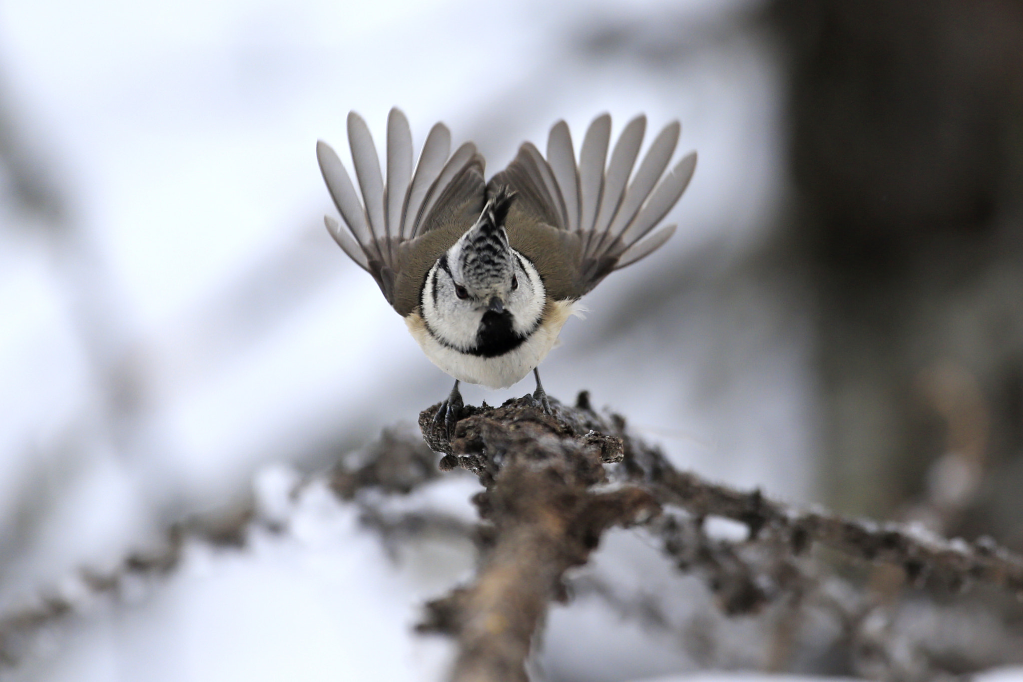 Canon EOS-1D X + Canon EF 70-200mm F4L USM sample photo. Cincia dal ciuffo photography