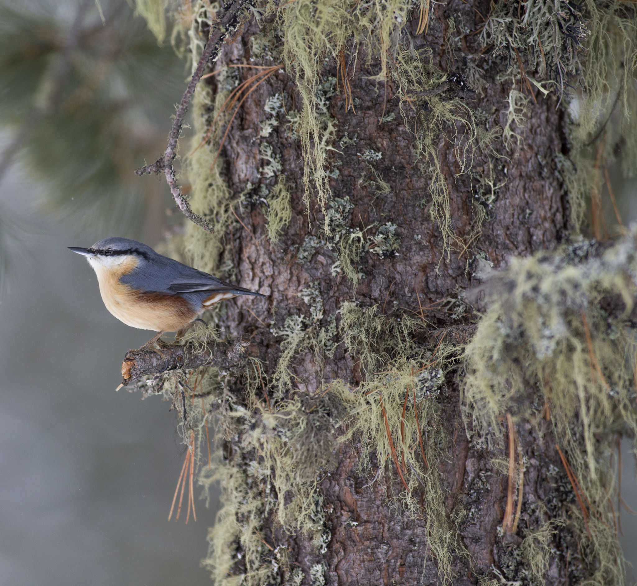 Canon EF 300mm f/2.8L + 1.4x sample photo. Picchio muratore photography