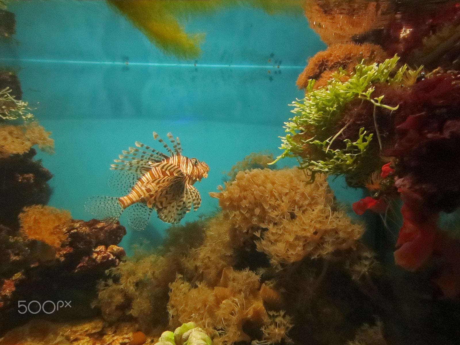 Canon PowerShot ELPH 110HS (PowerShot IXUS 125 HS) sample photo. Underwater world photography