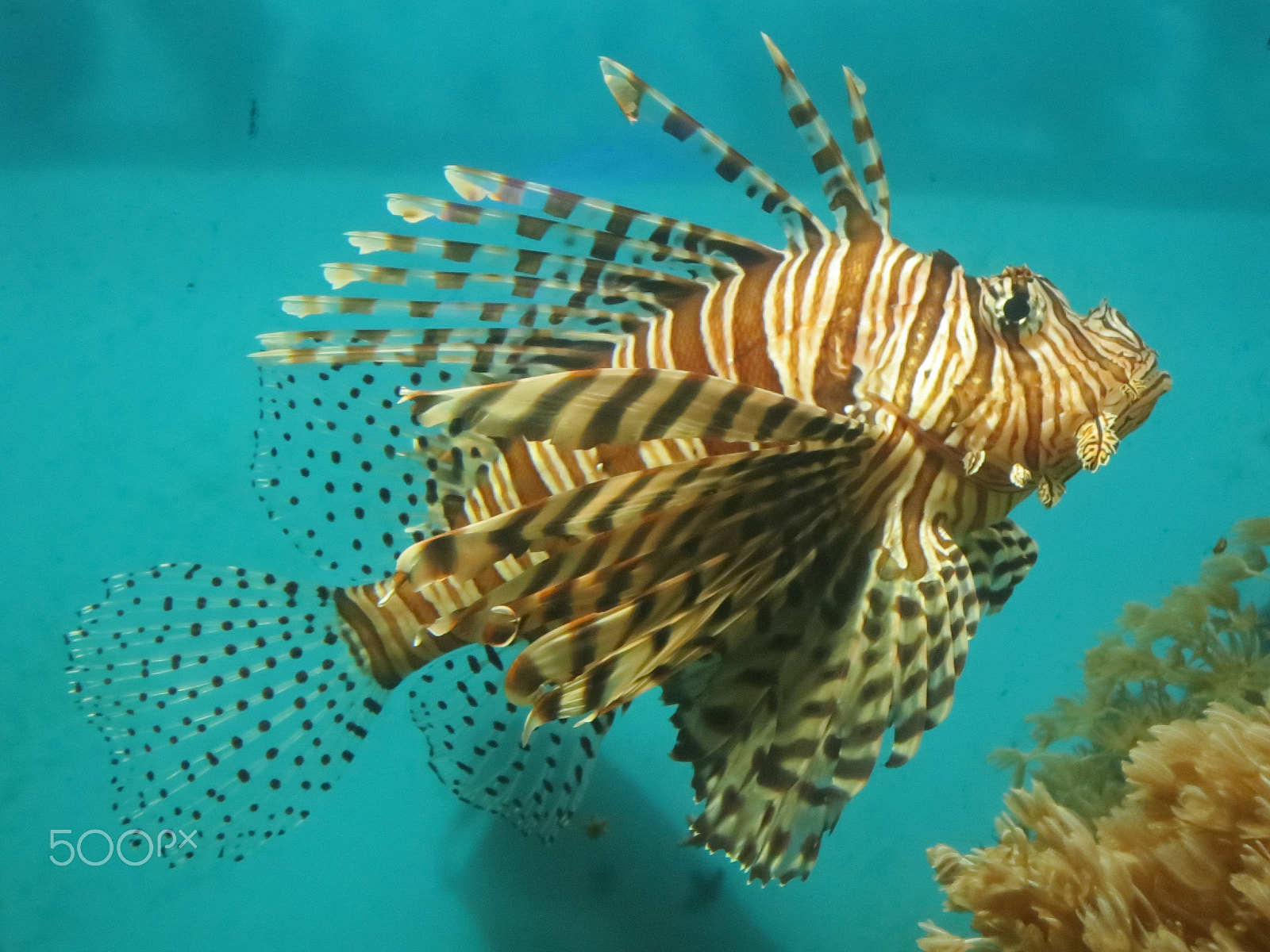 Canon PowerShot ELPH 110HS (PowerShot IXUS 125 HS) sample photo. Fish photography