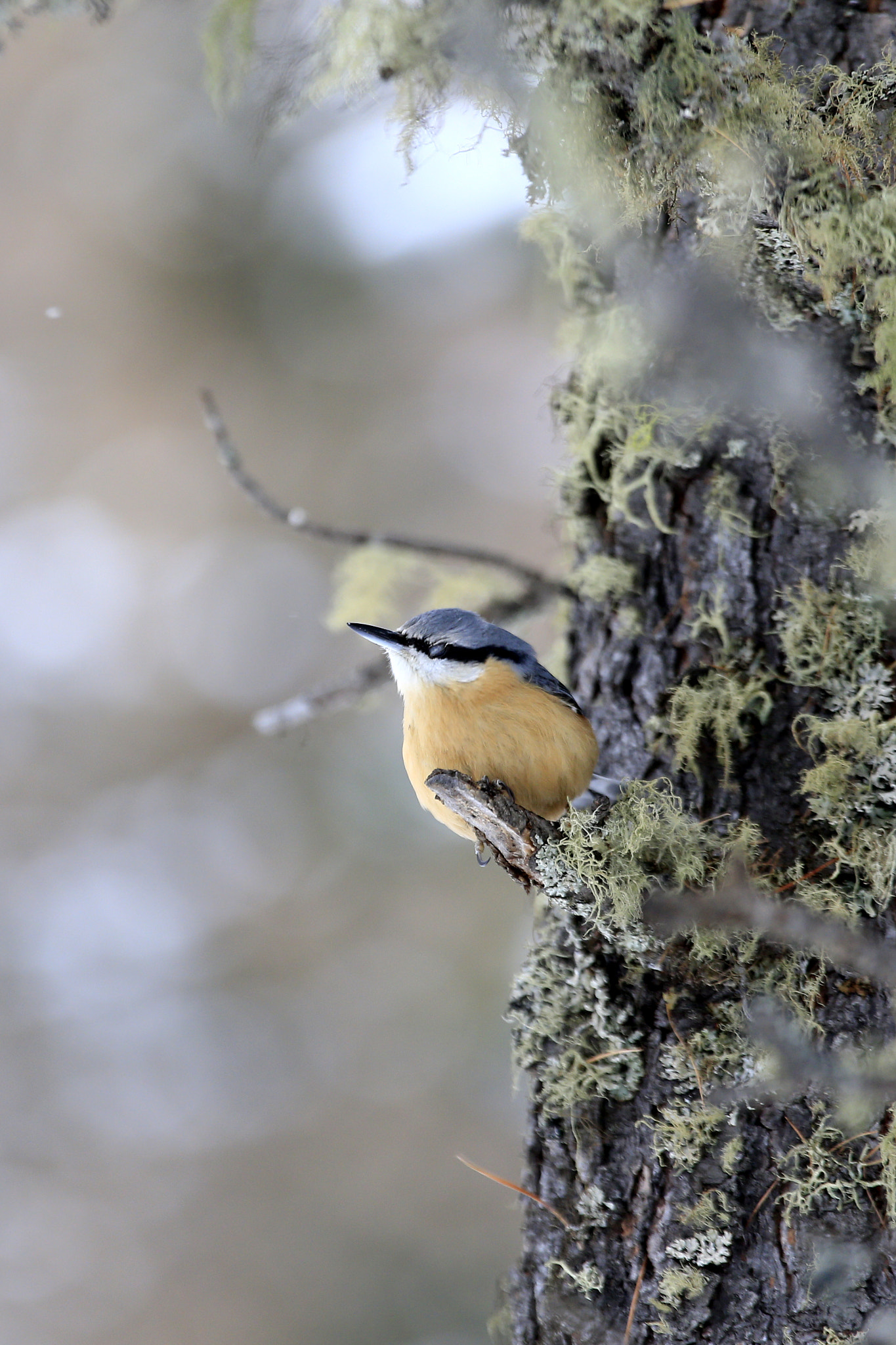 Canon EOS-1D X + Canon EF 70-200mm F4L USM sample photo. Picchio muratore photography