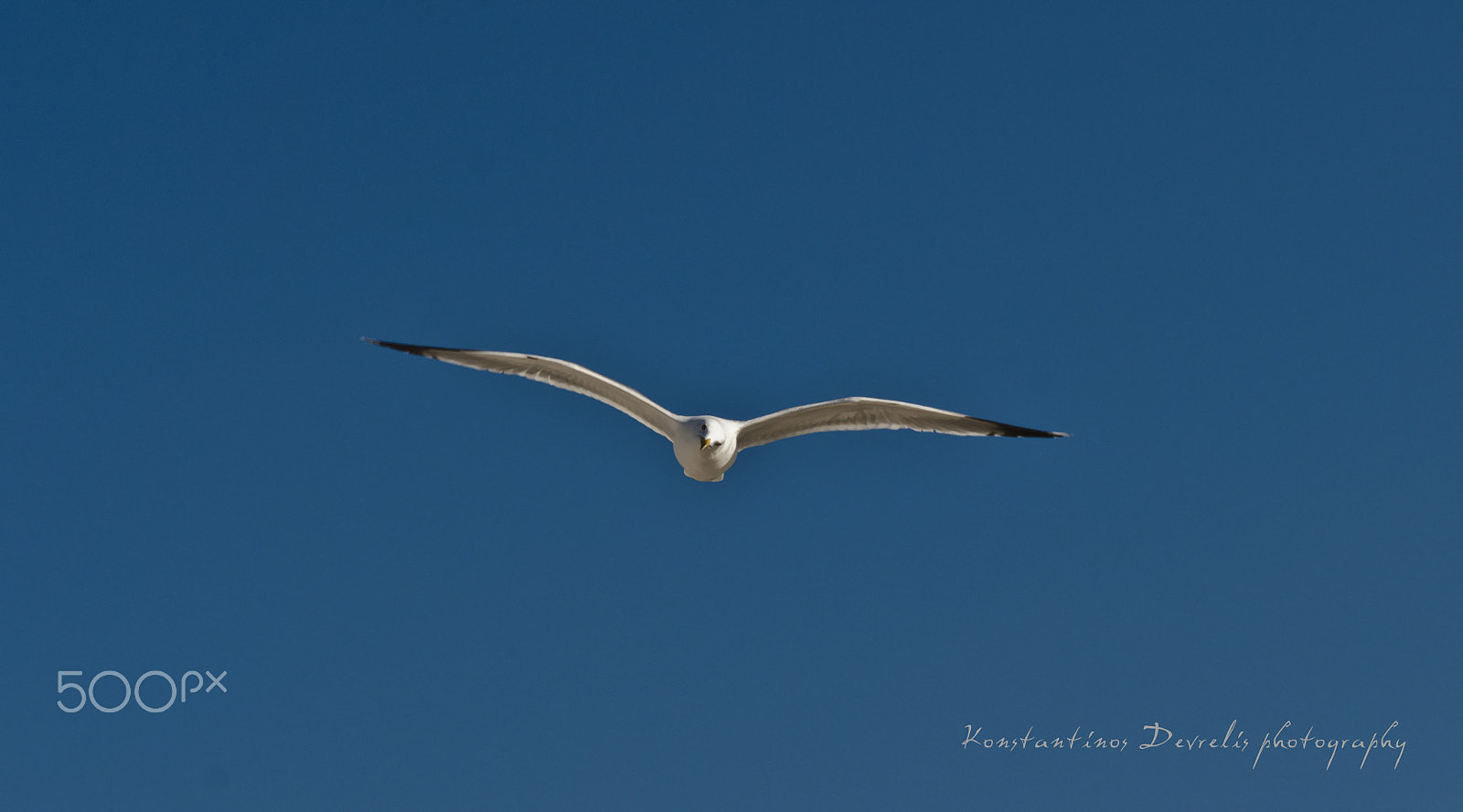 Nikon AF-S Nikkor 28-70mm F2.8 ED-IF sample photo. Freedom .... photography