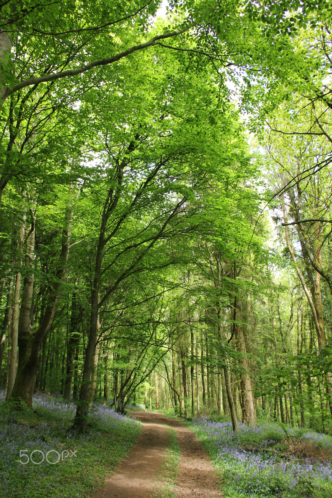 Sigma 18-125mm F3.8-5.6 DC OS HSM sample photo. Bluebell woods photography