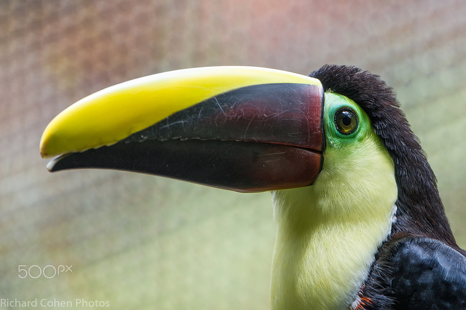 Nikon D3S sample photo. Chestnut mandibled toucan closeup in costa rica photography