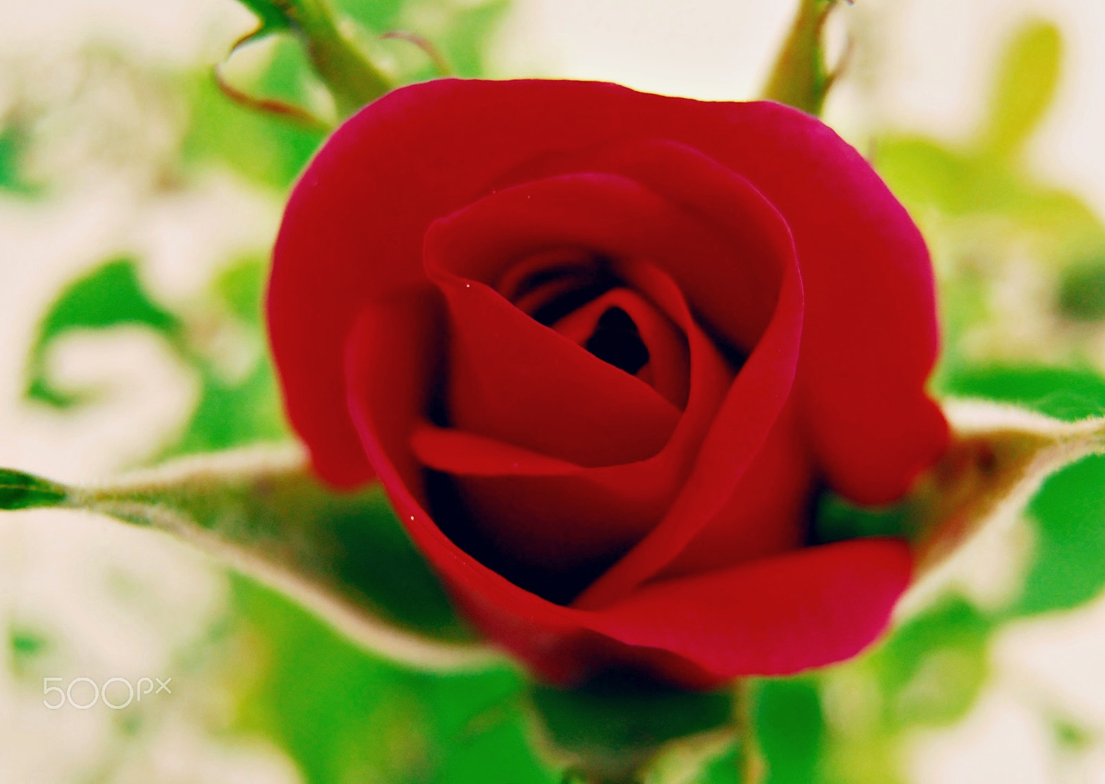 Olympus VR325,VR320,D725 sample photo. Boiling rose photography