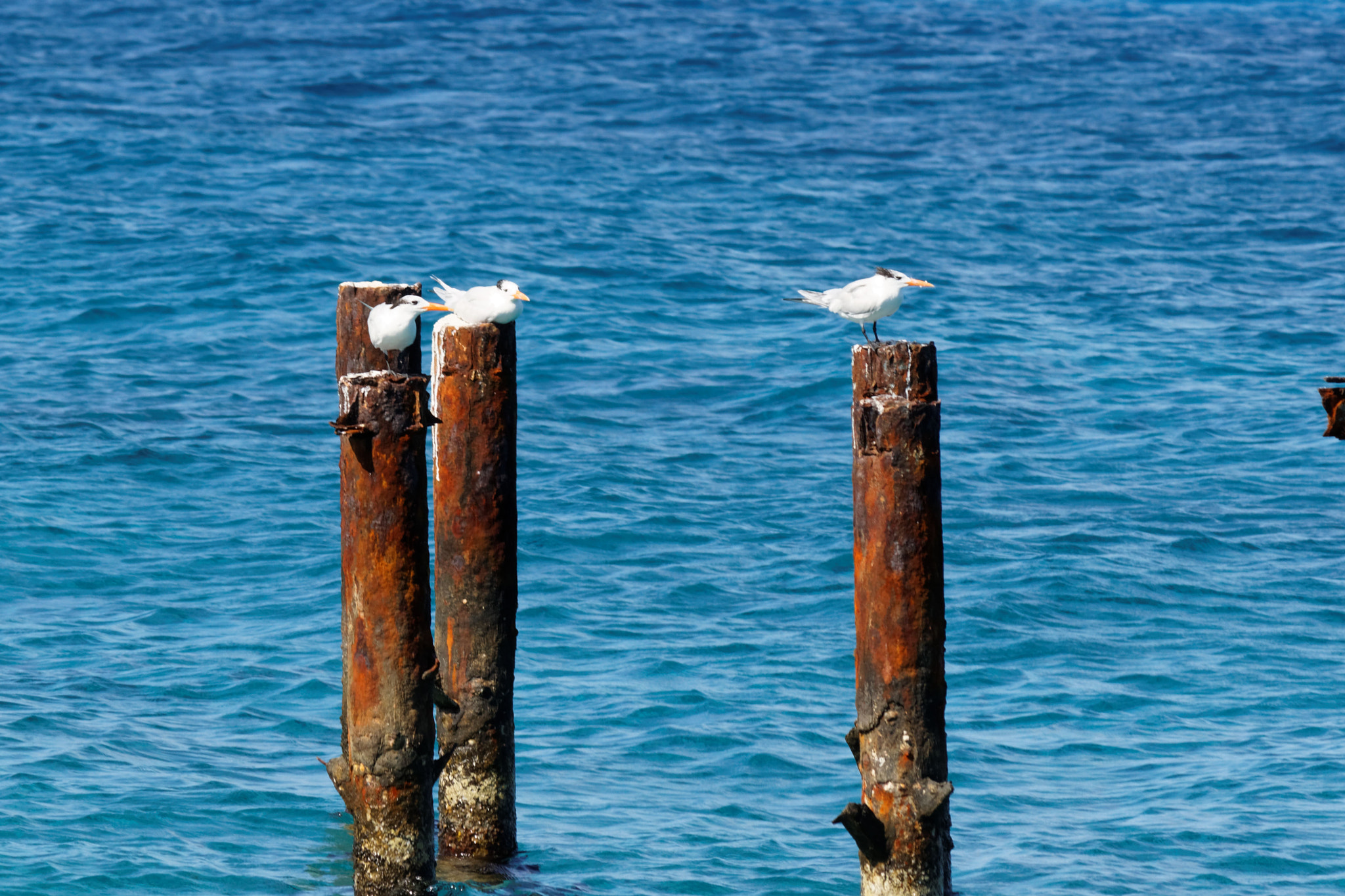 Canon EOS 500D (EOS Rebel T1i / EOS Kiss X3) sample photo. San andres photography