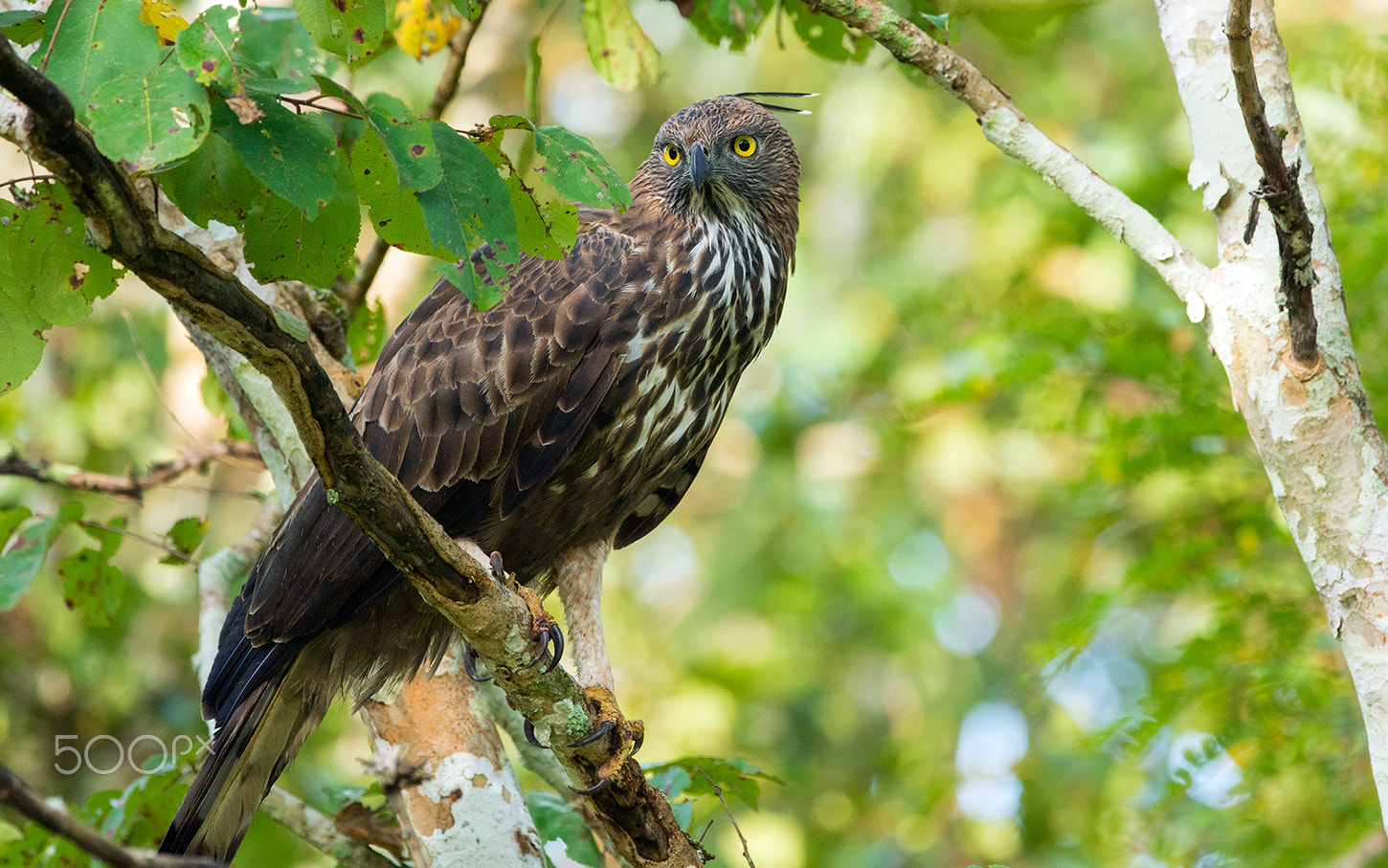 Nikon D7200 + Nikon AF-S Nikkor 500mm F4G ED VR sample photo. High and handsome, crested hawk eagle photography