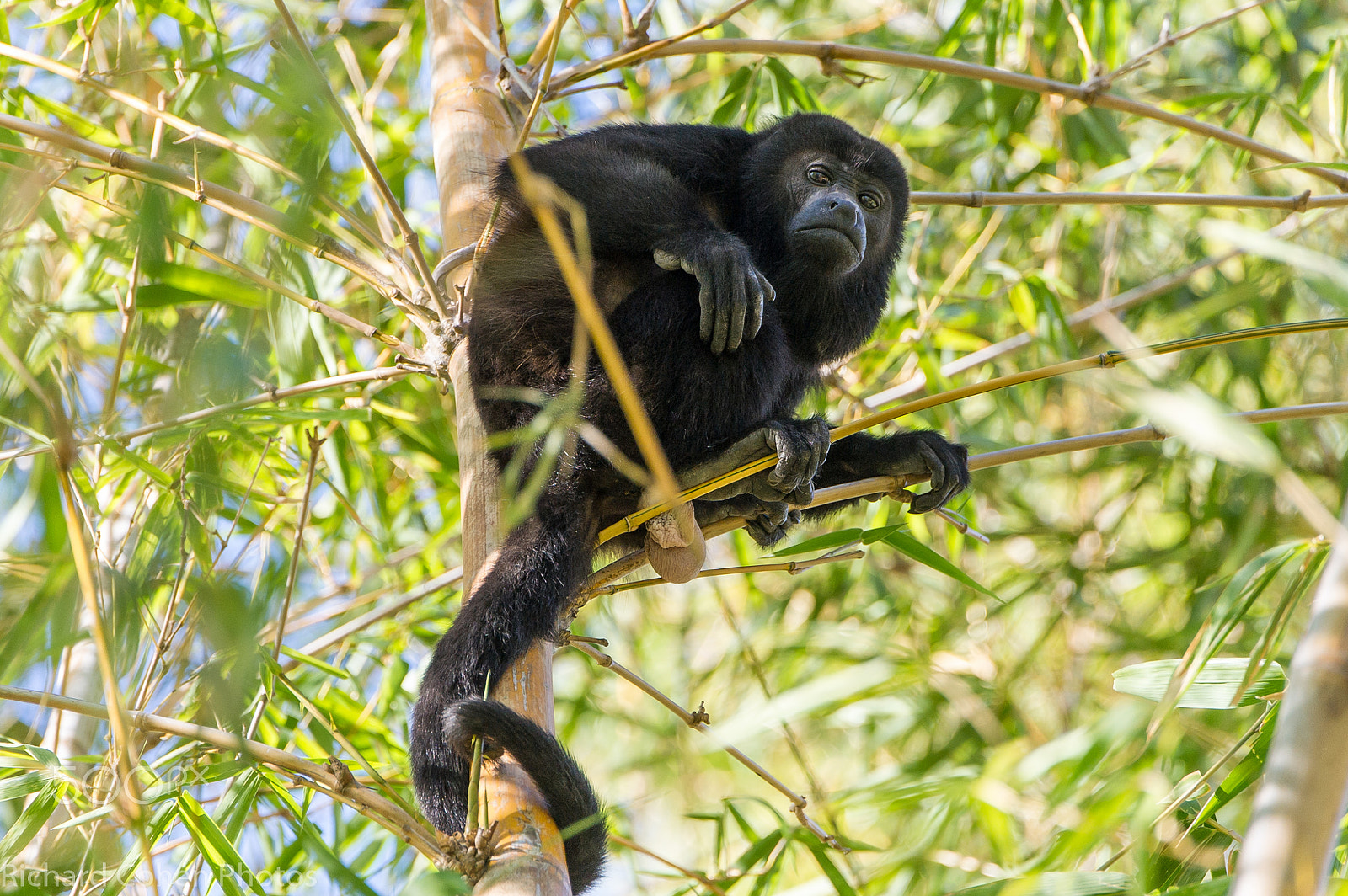 Nikon D3S + Nikon AF-S Nikkor 80-400mm F4.5-5.6G ED VR sample photo. Howler monkey in the trees, costa rica photography