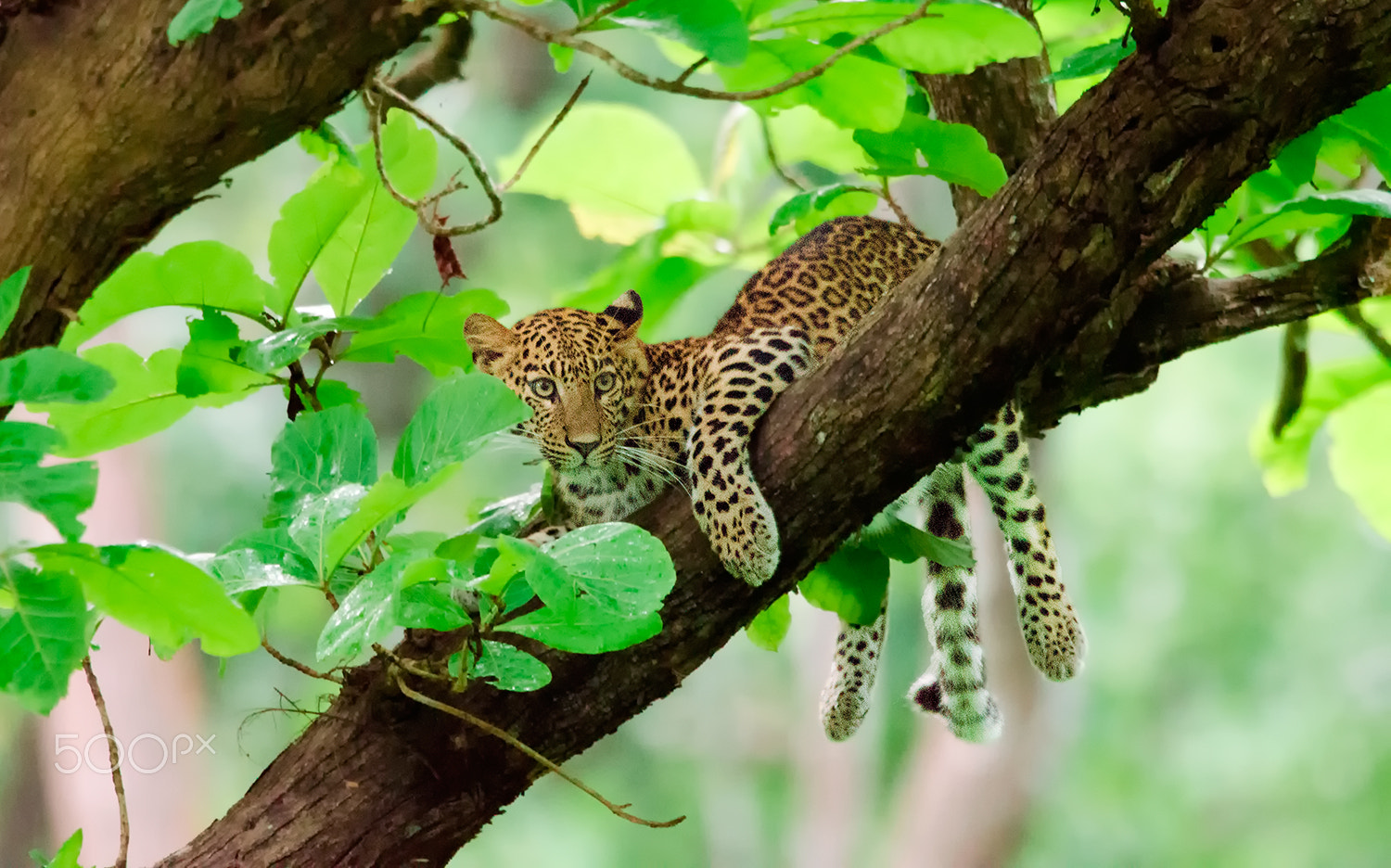 Nikon D7000 + Nikon AF-S Nikkor 500mm F4G ED VR sample photo. Prince of the indian forests photography