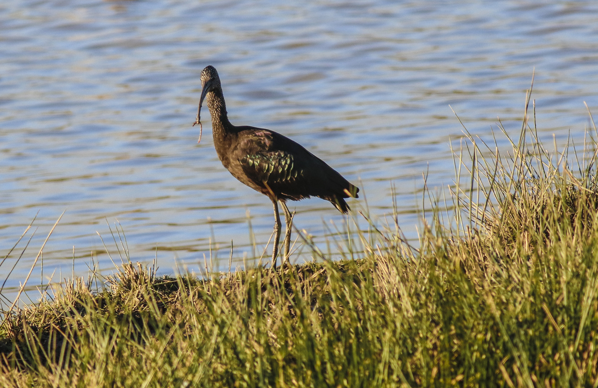 Canon EF 400mm F5.6L USM sample photo. Glossy ibis with worm photography
