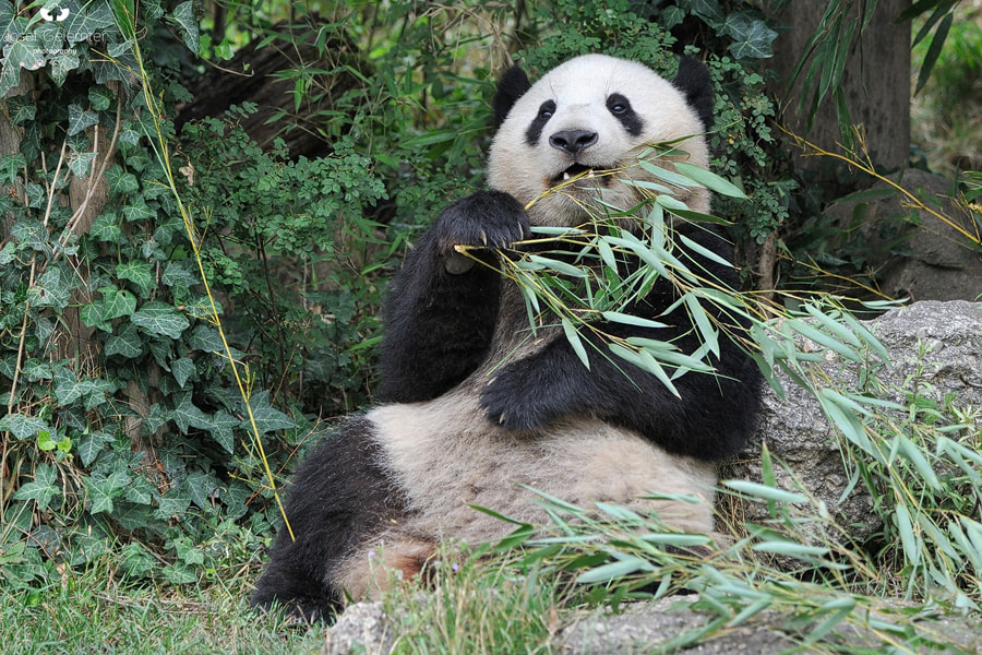 Nikon D3S sample photo. Panda lunch photography