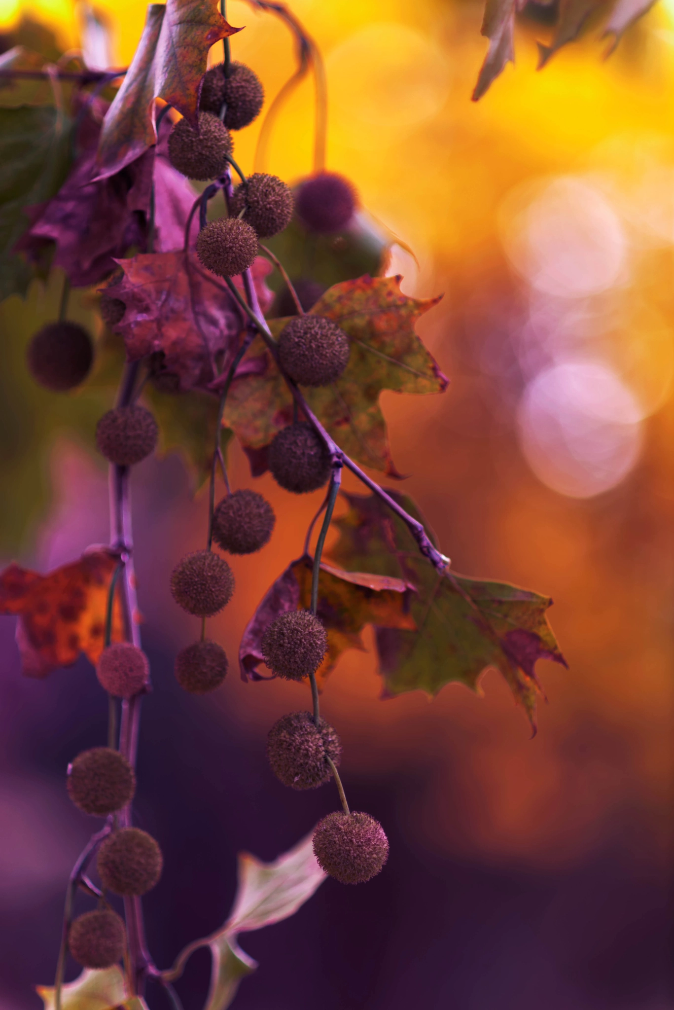 AF DC-Nikkor 135mm f/2D sample photo. .......... photography