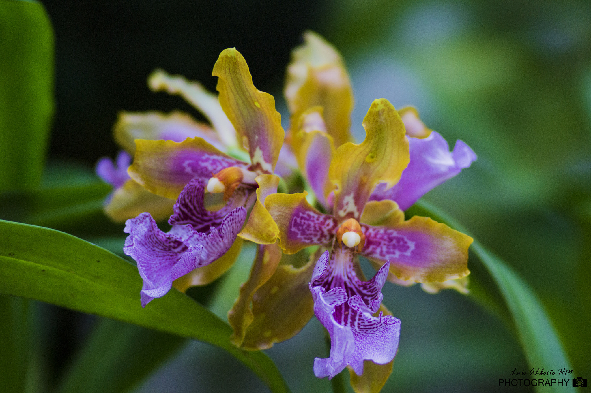 Sony SLT-A58 + Sony 135mm F2.8 [T4.5] STF sample photo. Orquidea de moyobamba i photography