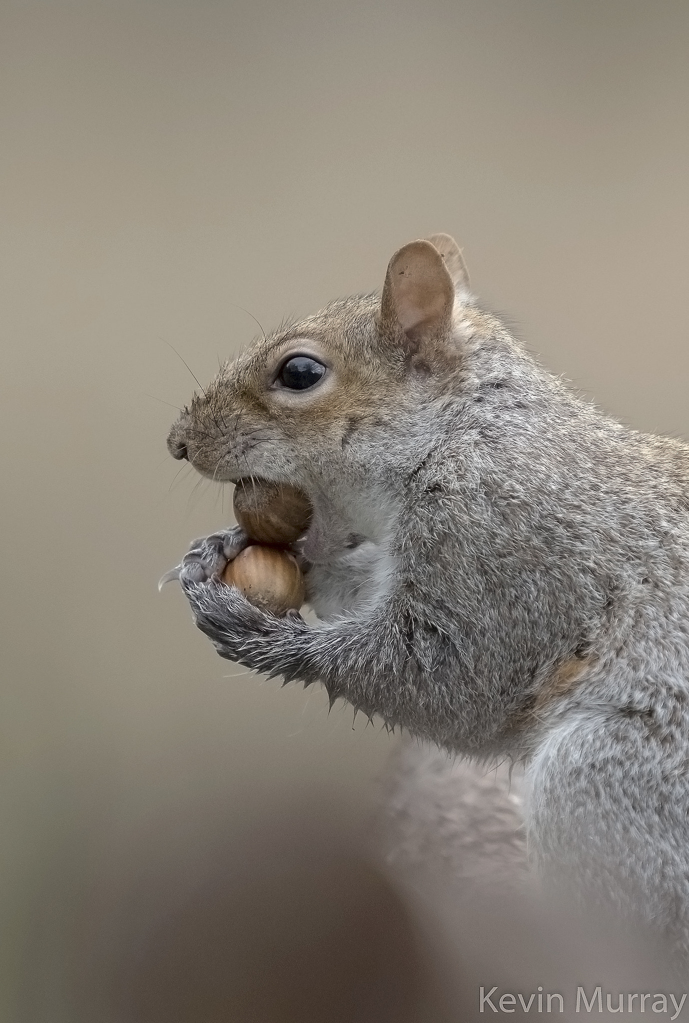 Canon EF 70-200mm F2.8L IS USM sample photo. Nut thief. photography