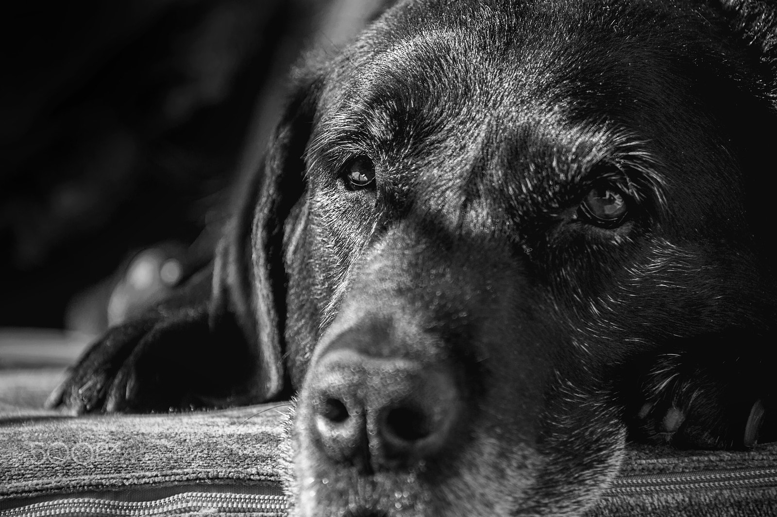 Canon EF 80-200mm F4.5-5.6 II sample photo. Sweet eyes. photography