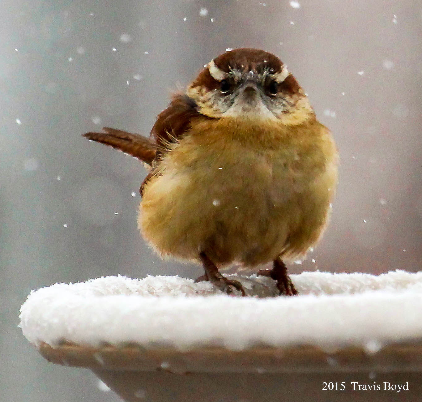 Canon EF 100-400mm F4.5-5.6L IS USM sample photo. Carolina wren photography