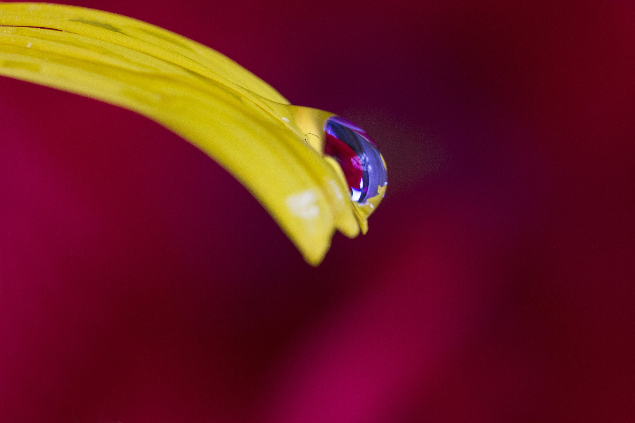 Sigma 105mm F2.8 EX DG OS HSM sample photo. Gota... photography