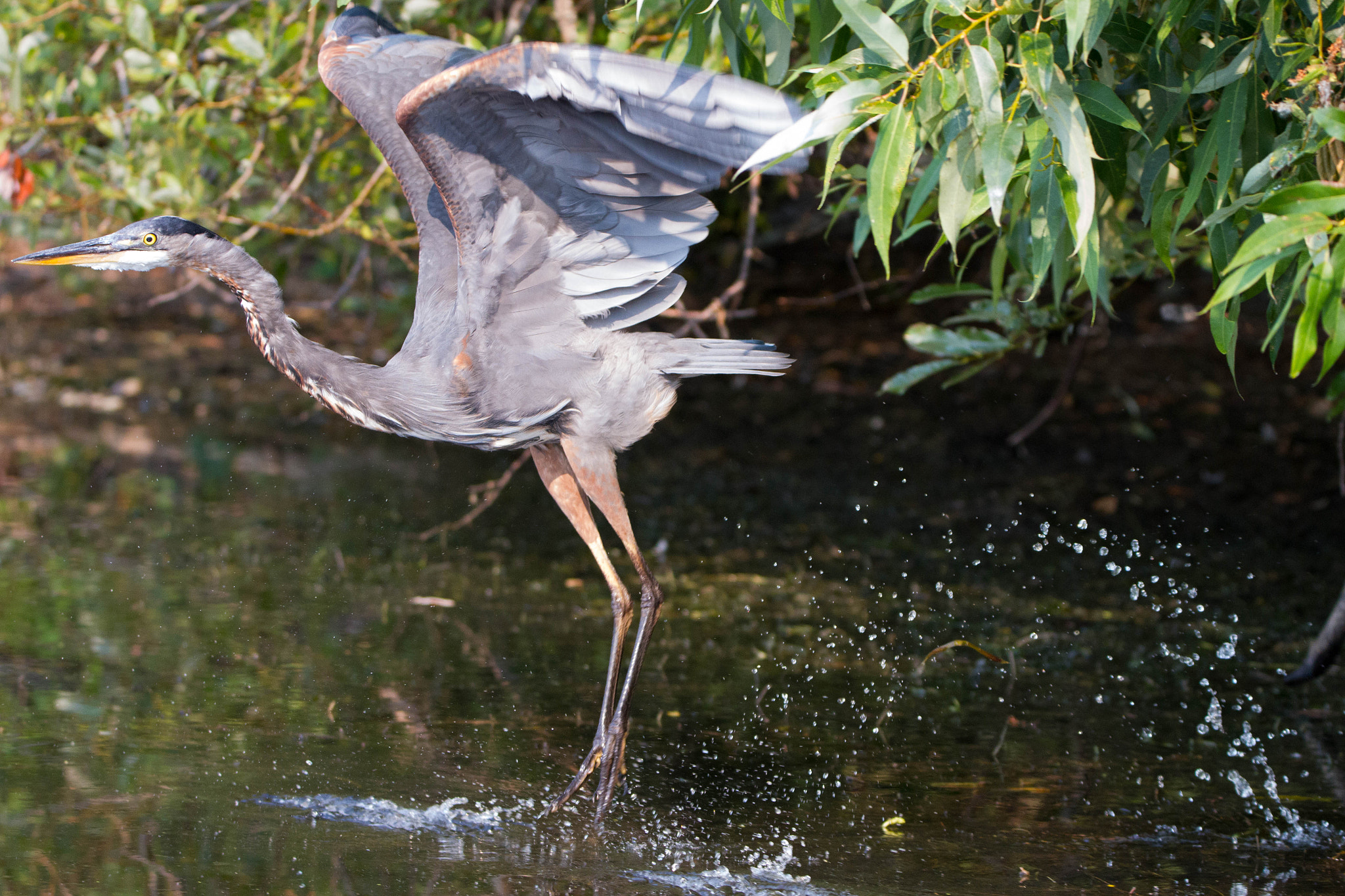 Canon EOS 7D + Tamron SP 150-600mm F5-6.3 Di VC USD sample photo. Great blue heron getaway photography