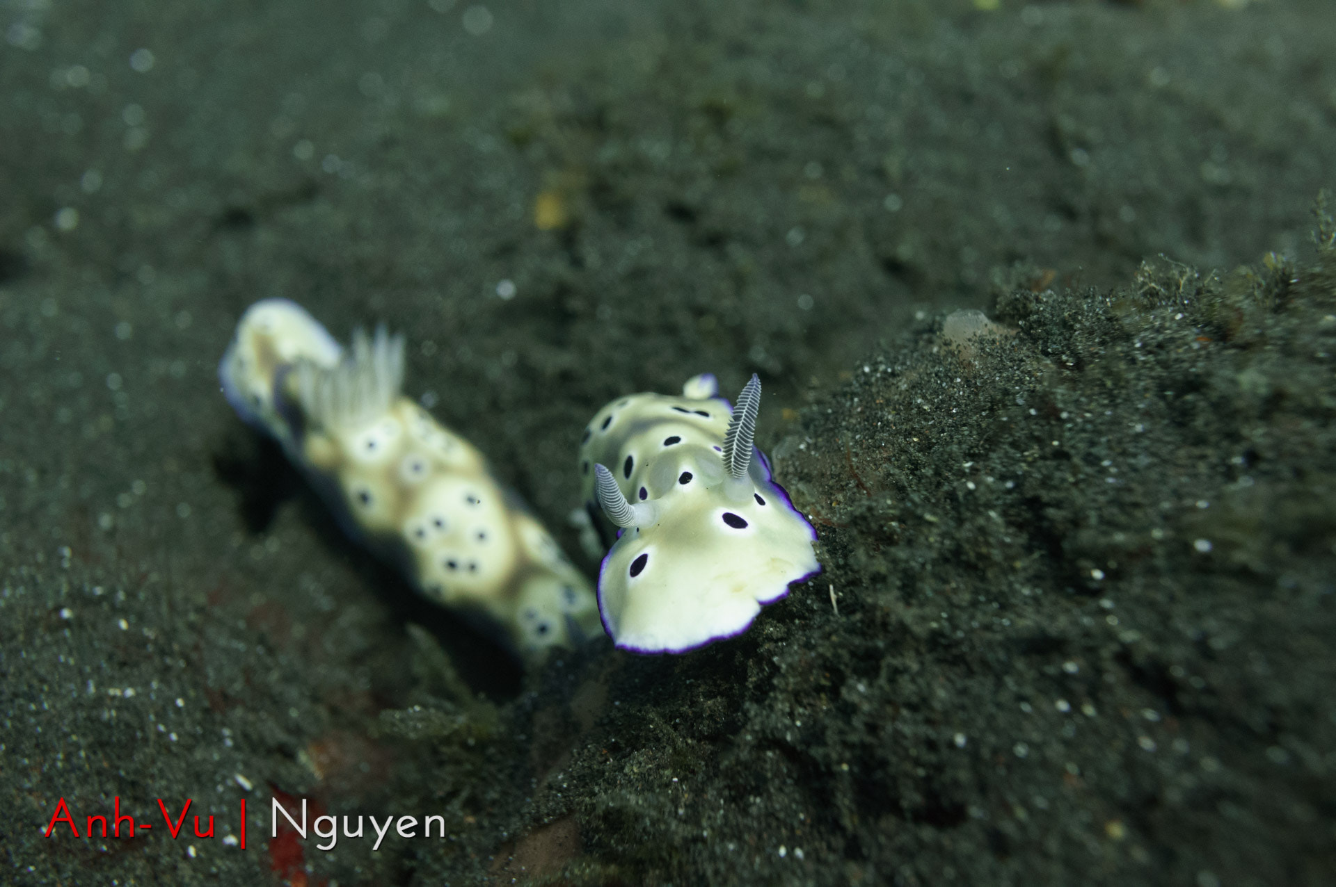 Sony Alpha NEX-5R + Sony E 30mm F3.5 Macro sample photo. A nudibranches couple photography