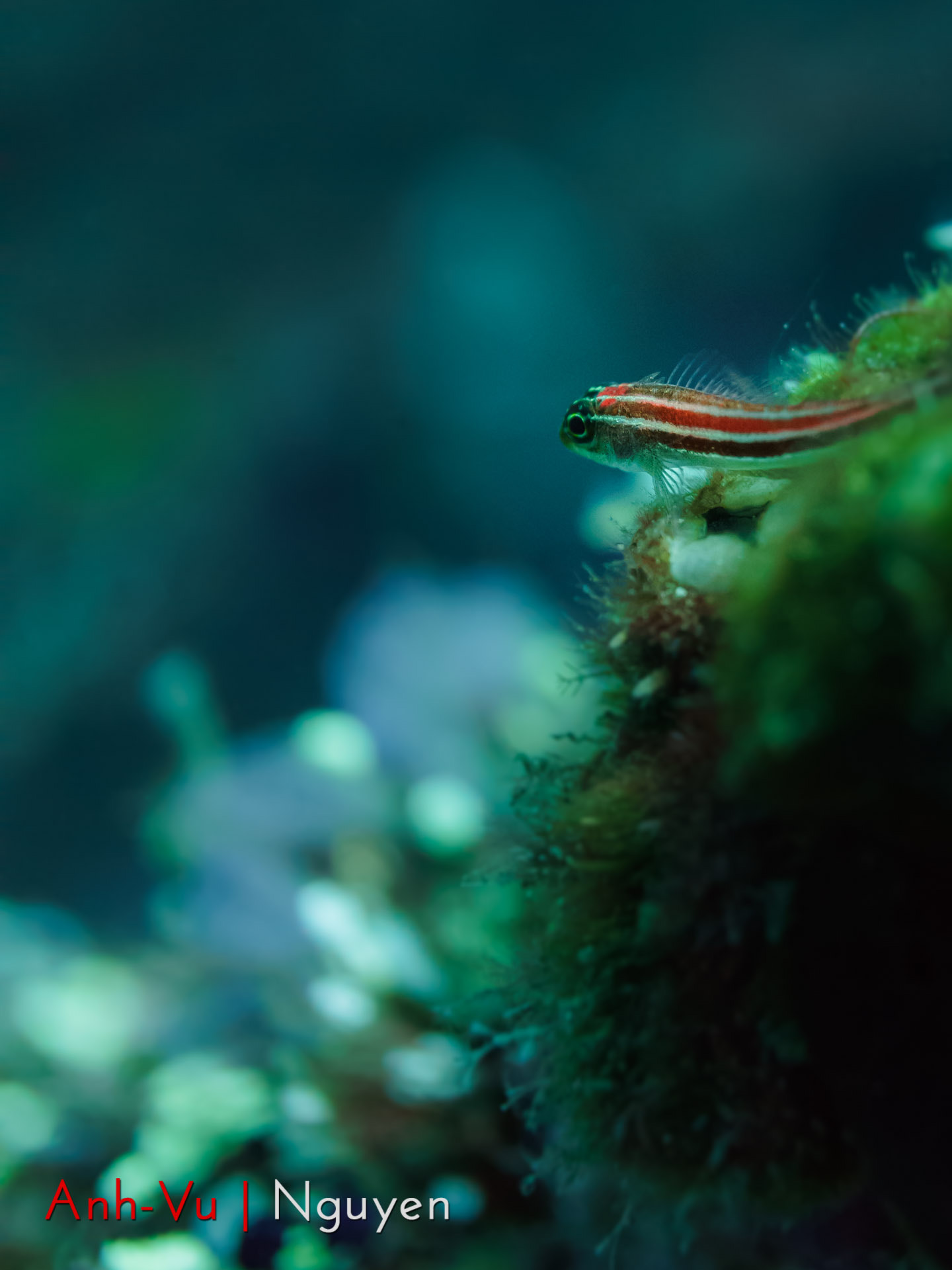 Sony Alpha NEX-5R + Sony E 30mm F3.5 Macro sample photo. Guadian of the reef photography
