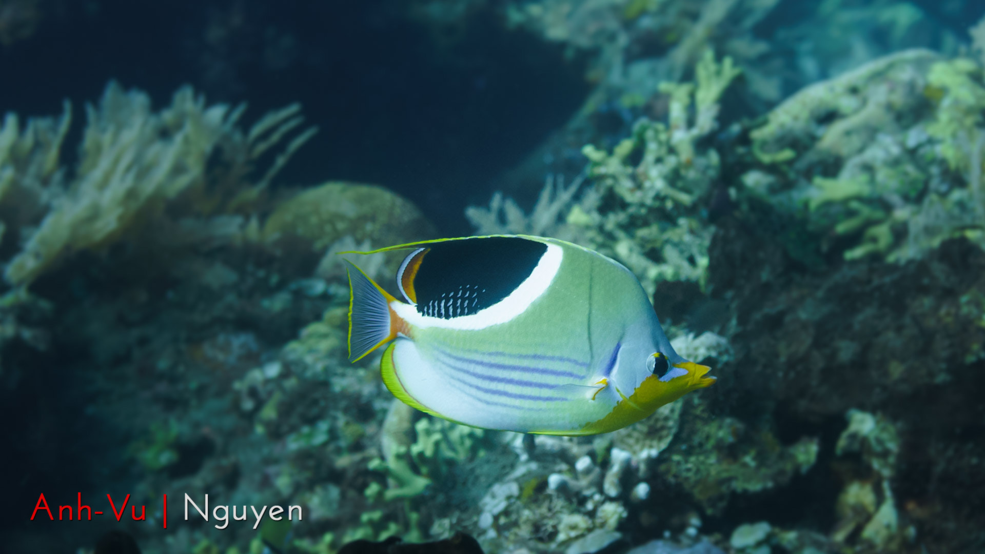 Sony Alpha NEX-5R + Sony E 30mm F3.5 Macro sample photo. A solitaire butterfly fish photography