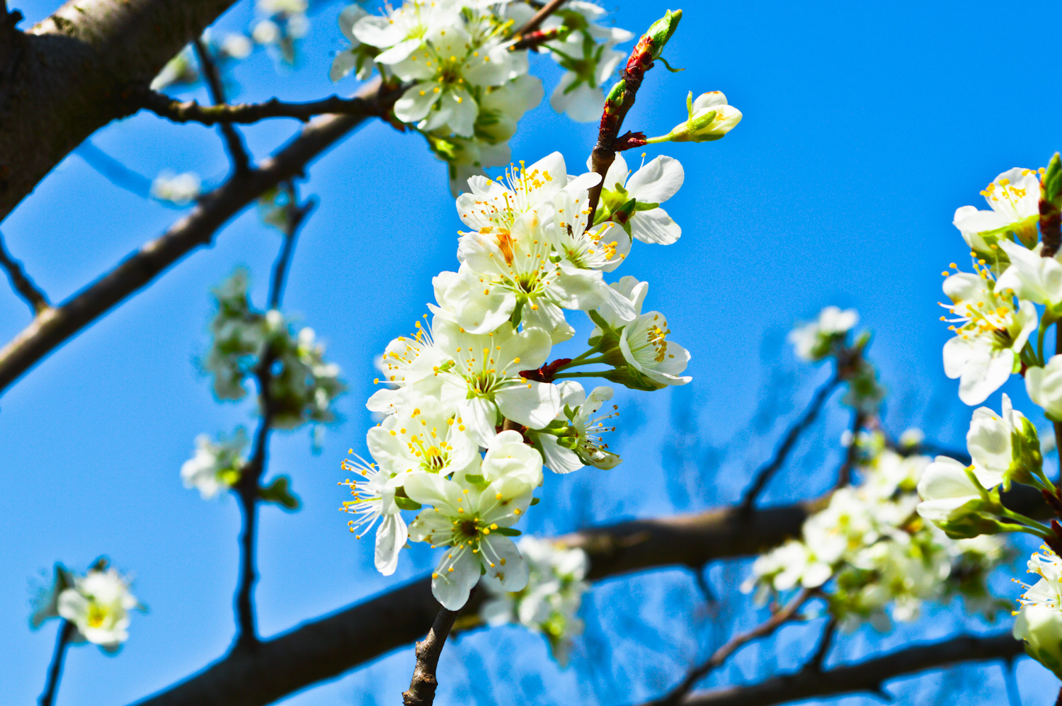 Nikon D3200 + Sigma 50mm F1.4 DG HSM Art sample photo. Colors of spring photography