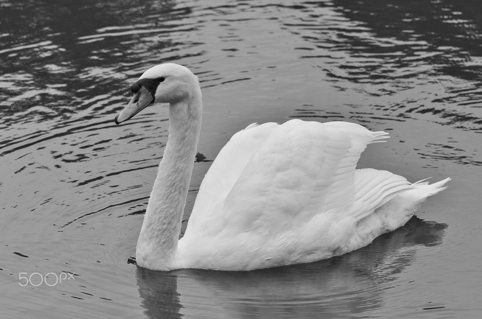 Tamron SP AF 180mm F3.5 Di LD (IF) Macro sample photo. Swan photography