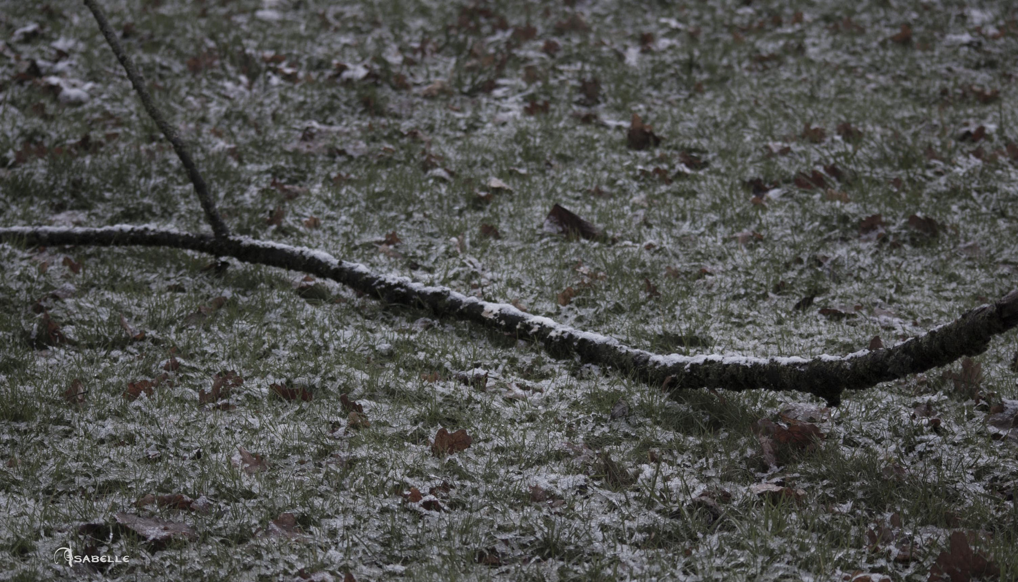 Sigma 70-300mm F4-5.6 APO DG Macro sample photo. S photography