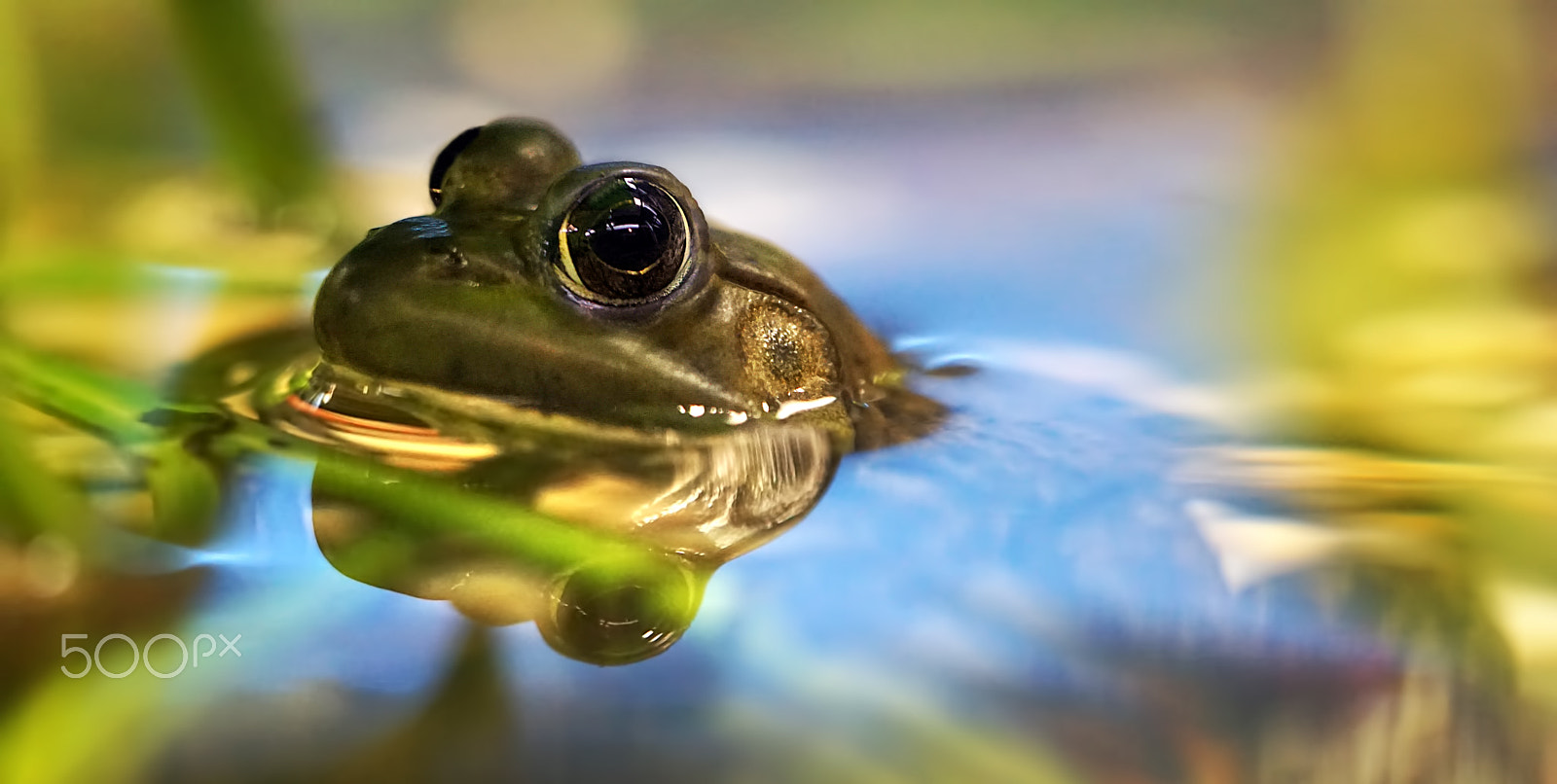 Sony a5100 + Sony FE 90mm F2.8 Macro G OSS sample photo. Small frog photography