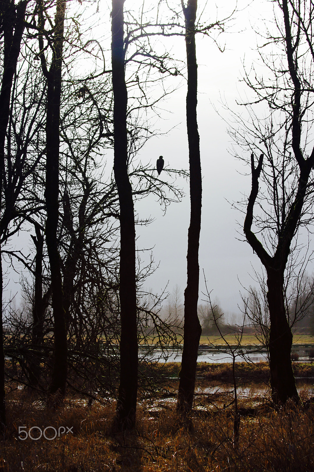 Canon EF 70-300mm F4-5.6 IS USM sample photo. Watcher in the woods photography