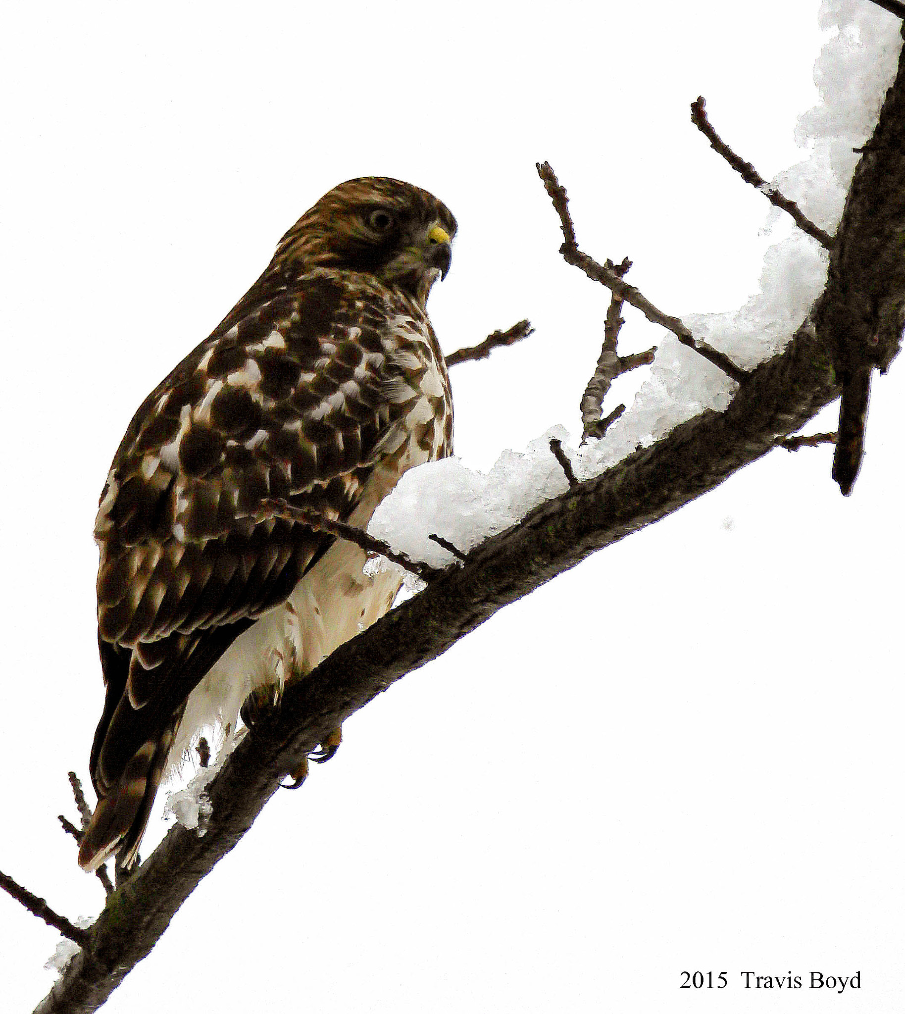 Canon EF 100-400mm F4.5-5.6L IS USM sample photo. Winters hawk photography