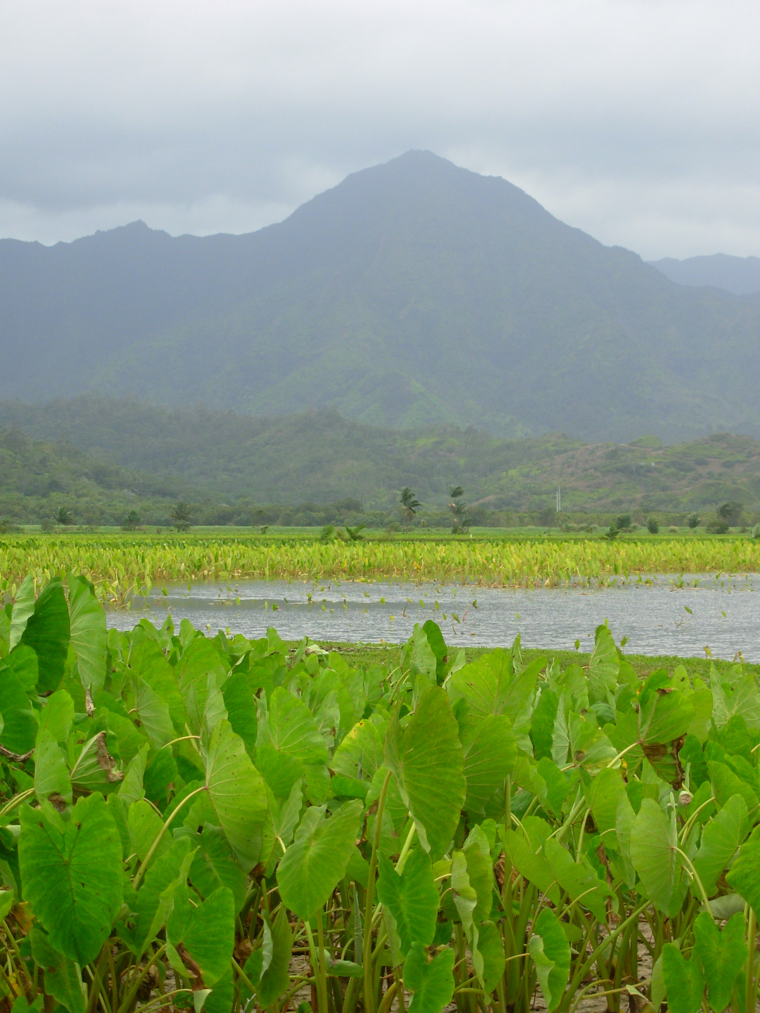 Nikon COOLPIX L1 sample photo. Kauai photography